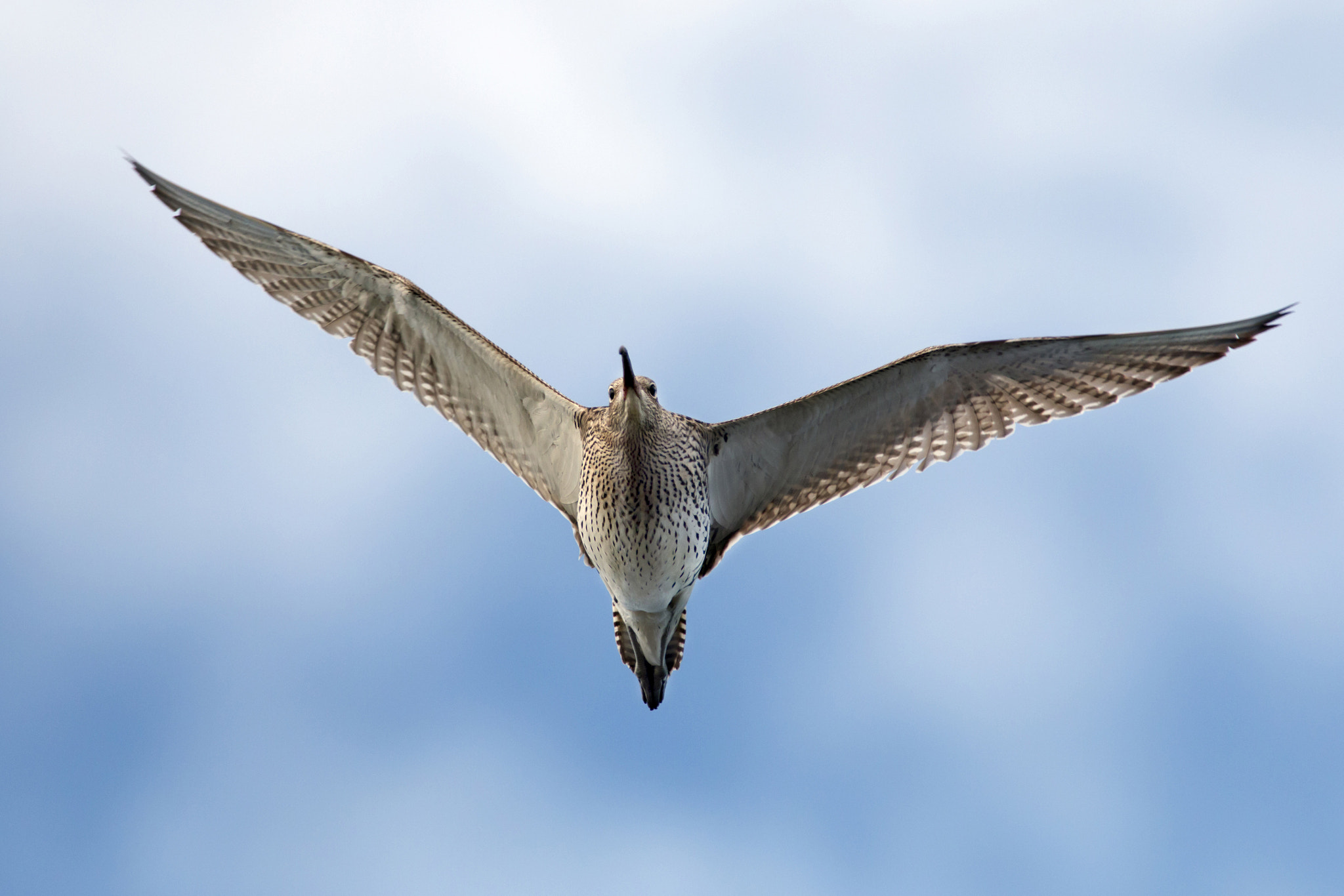 Canon EOS 70D + Canon EF 300mm f/2.8L + 1.4x sample photo. Eurasian curlew photography