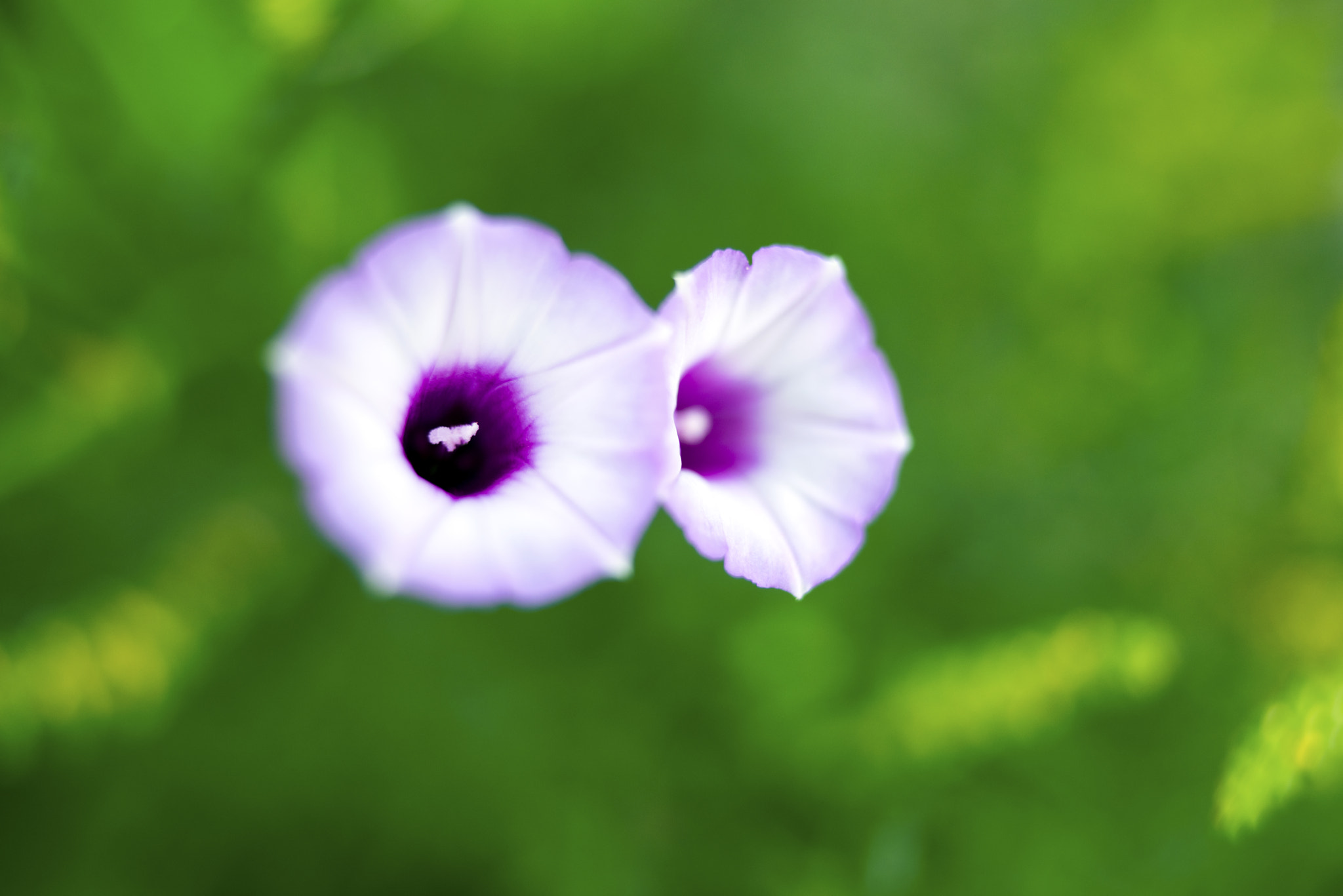 Tamron SP 35mm F1.8 Di VC USD sample photo. Morning glory photography