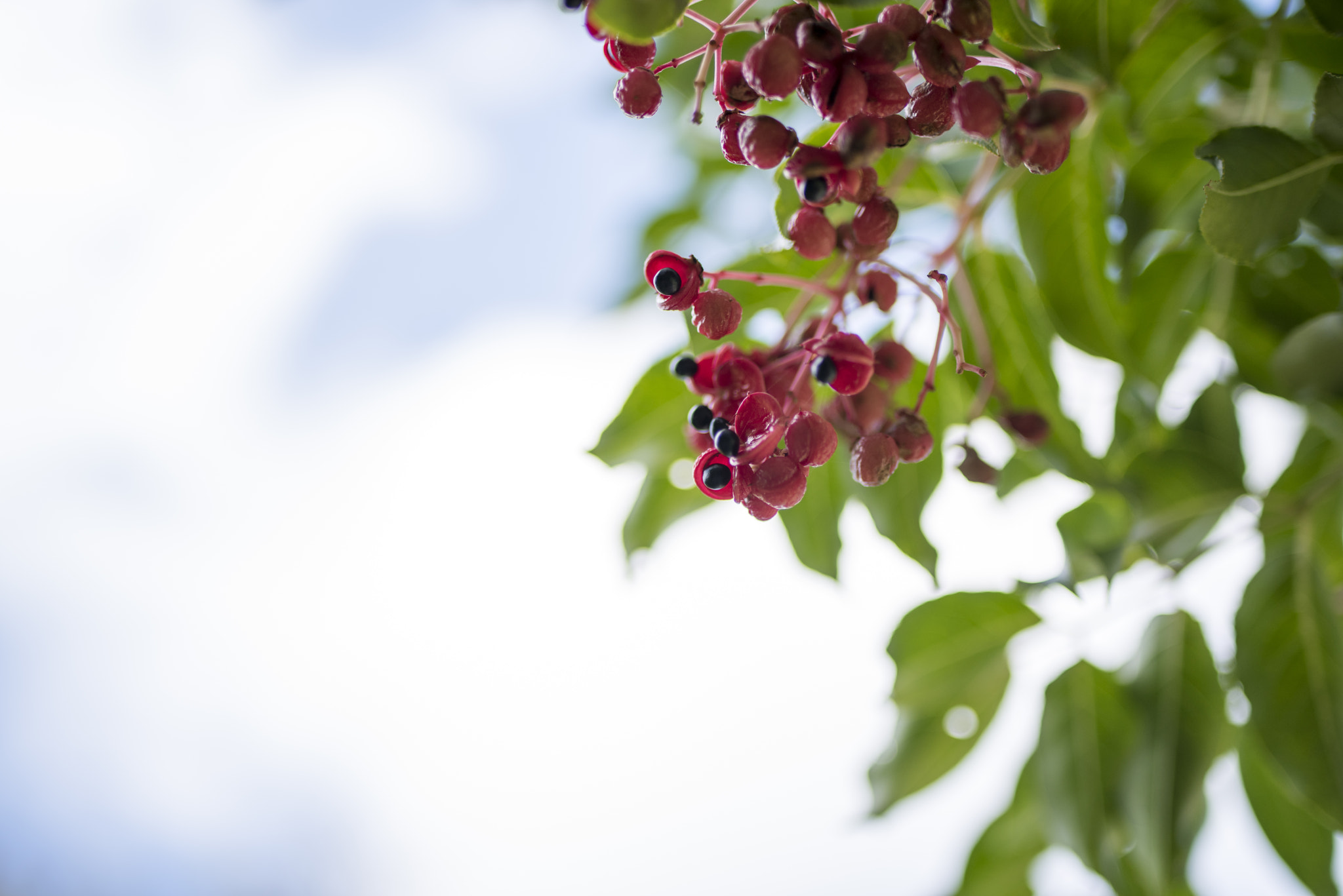 Tamron SP 35mm F1.8 Di VC USD sample photo. Berry photography