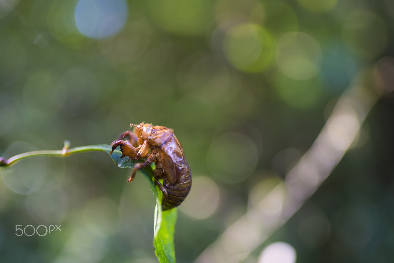 Tamron SP 35mm F1.8 Di VC USD sample photo. Cadaver insect photography