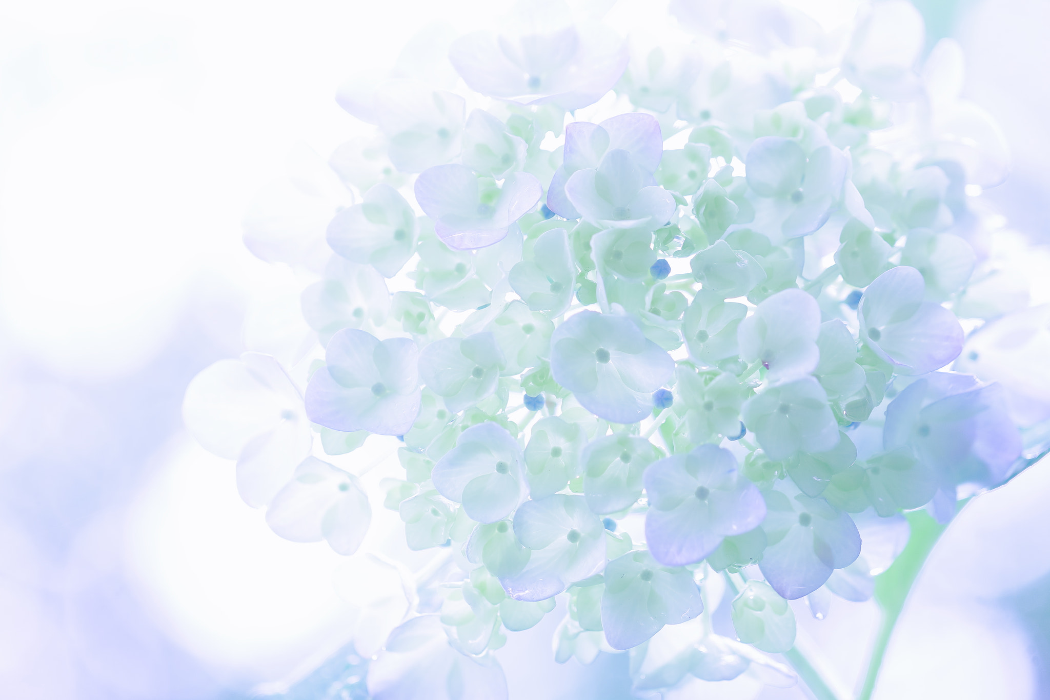 Canon EOS 700D (EOS Rebel T5i / EOS Kiss X7i) sample photo. Last one wheel hydrangea photography