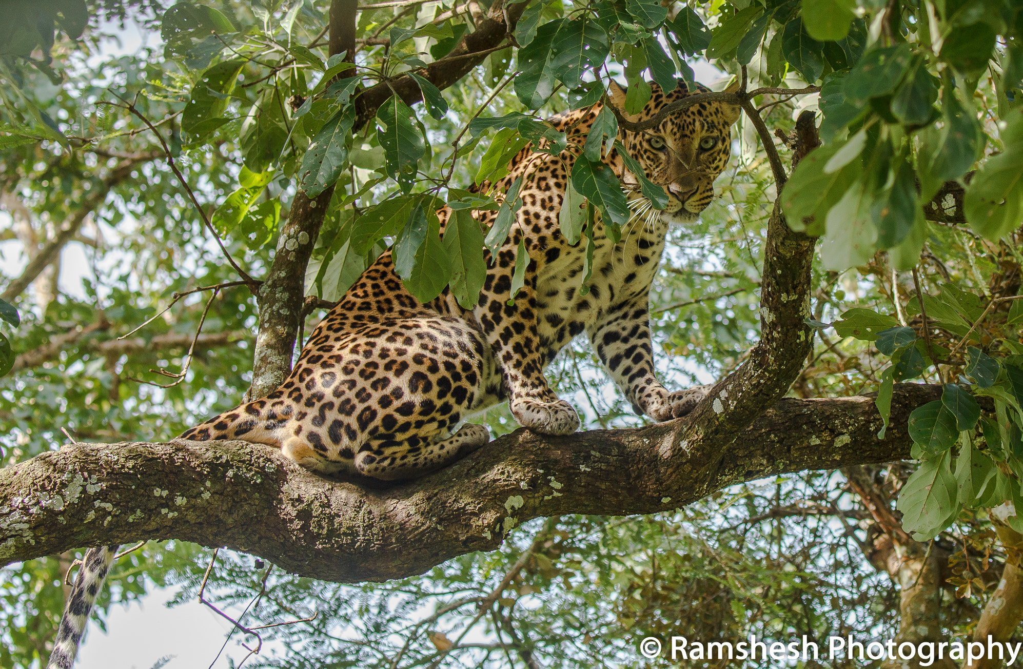 Canon EOS 60D + Canon EF 100-400mm F4.5-5.6L IS II USM sample photo. Leopard | bandipur photography