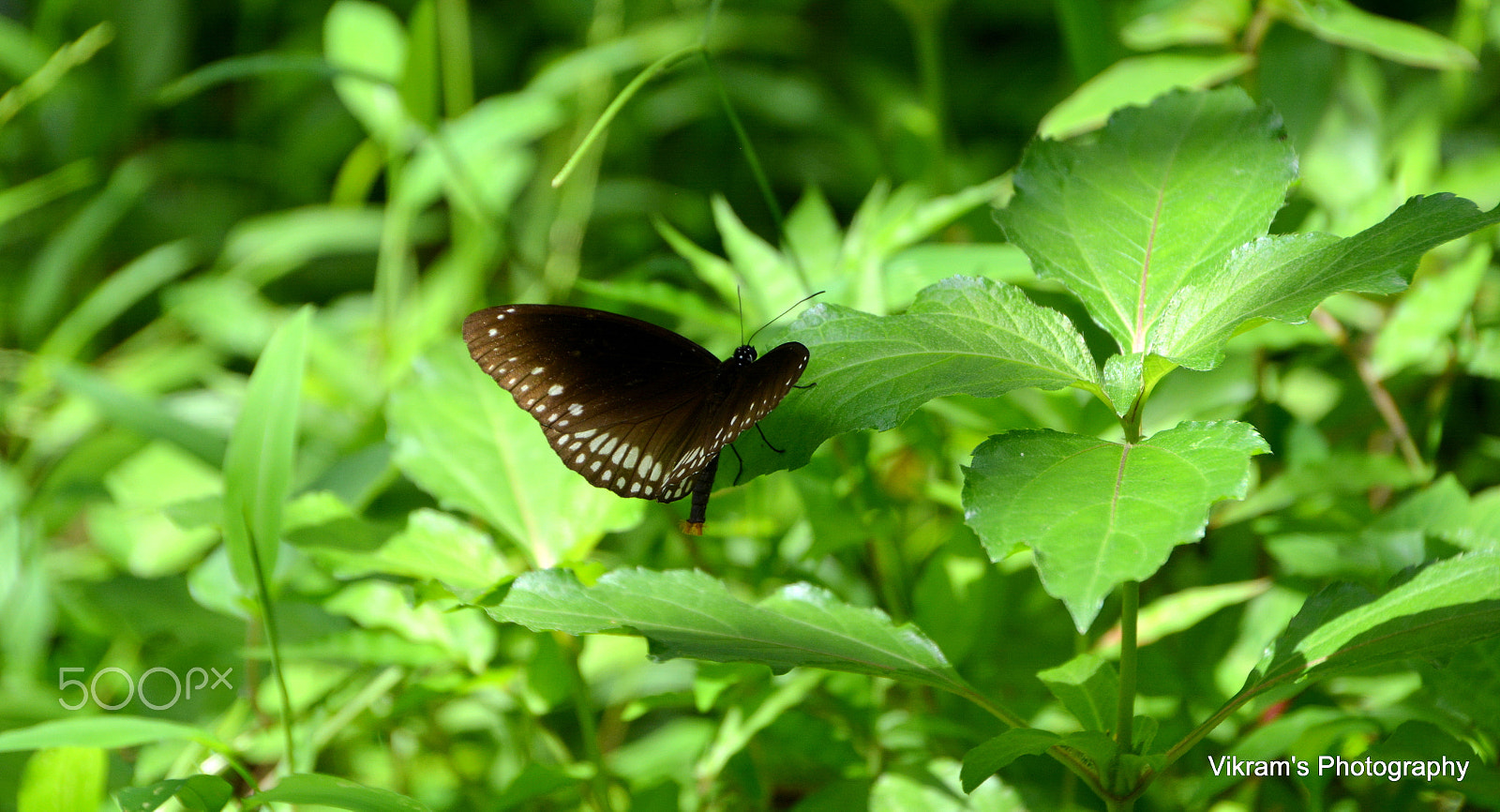 Nikon D5200 + Tamron AF 18-270mm F3.5-6.3 Di II VC LD Aspherical (IF) MACRO sample photo. Butterfly photography