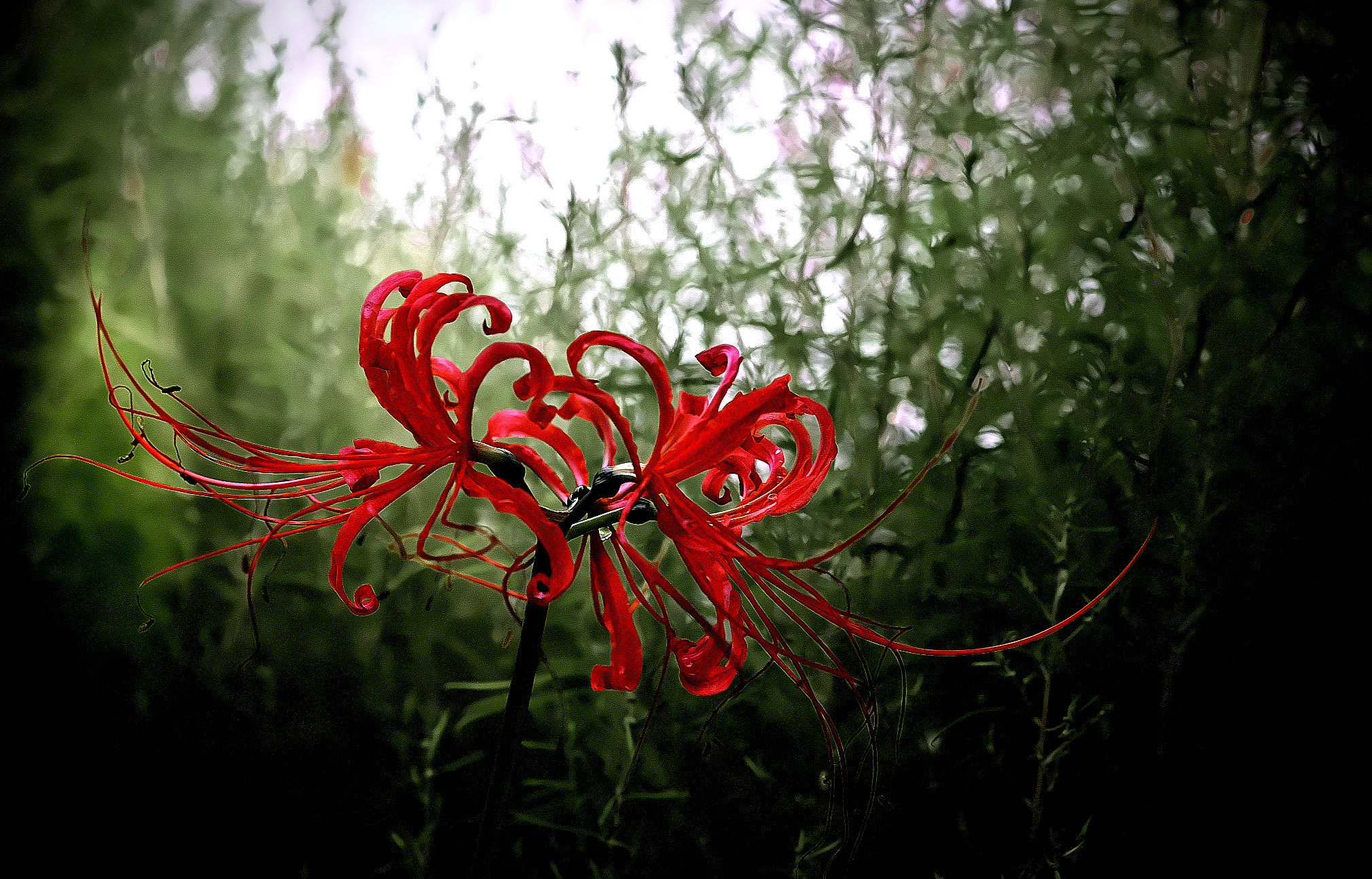 Pentax smc D-FA 100mm F2.8 Macro WR sample photo. Higanbana(彼岸花） photography