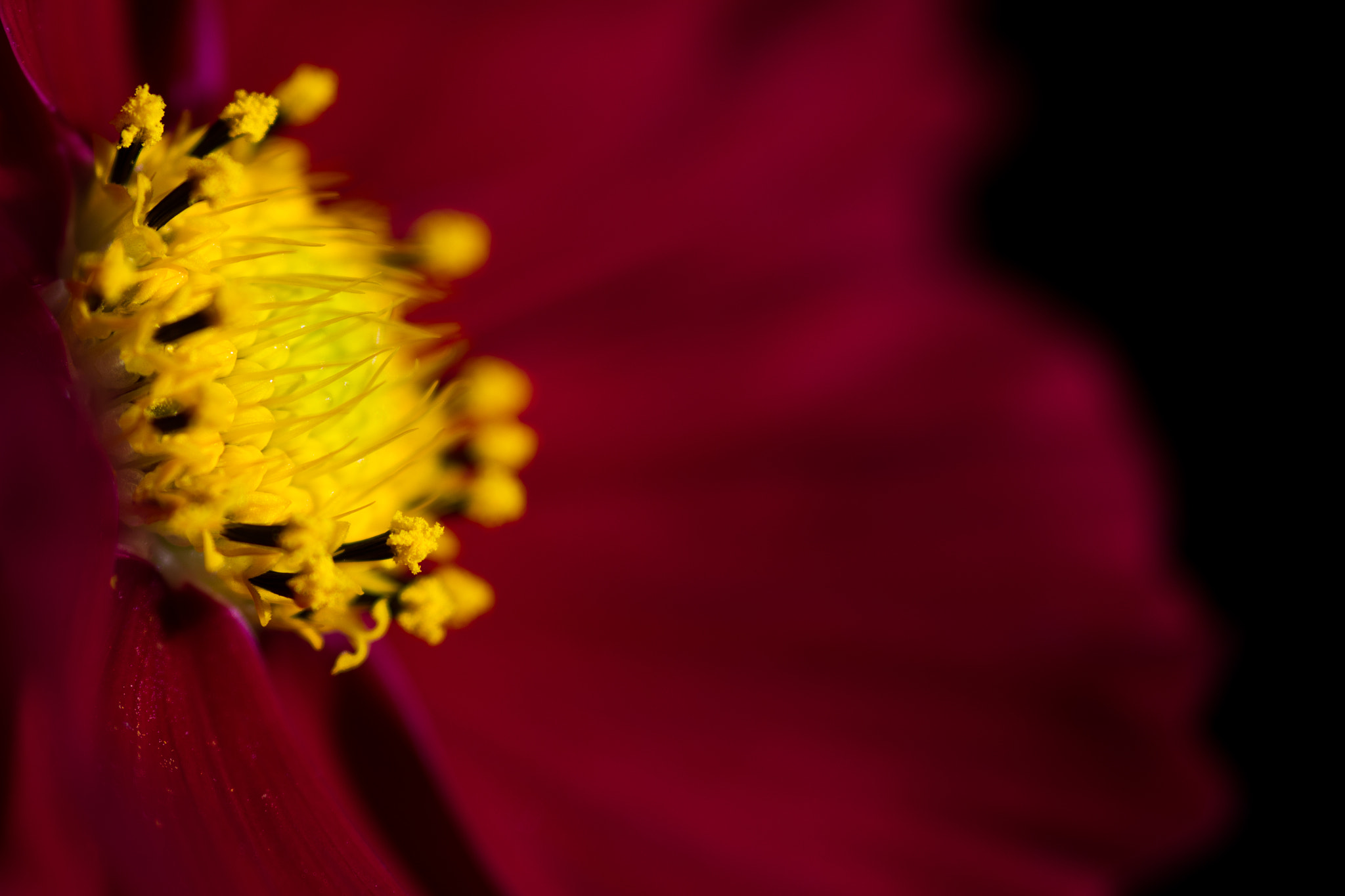 Canon EOS 60D + Sigma 105mm F2.8 EX DG Macro sample photo. Light and contrast - lumière et contraste photography