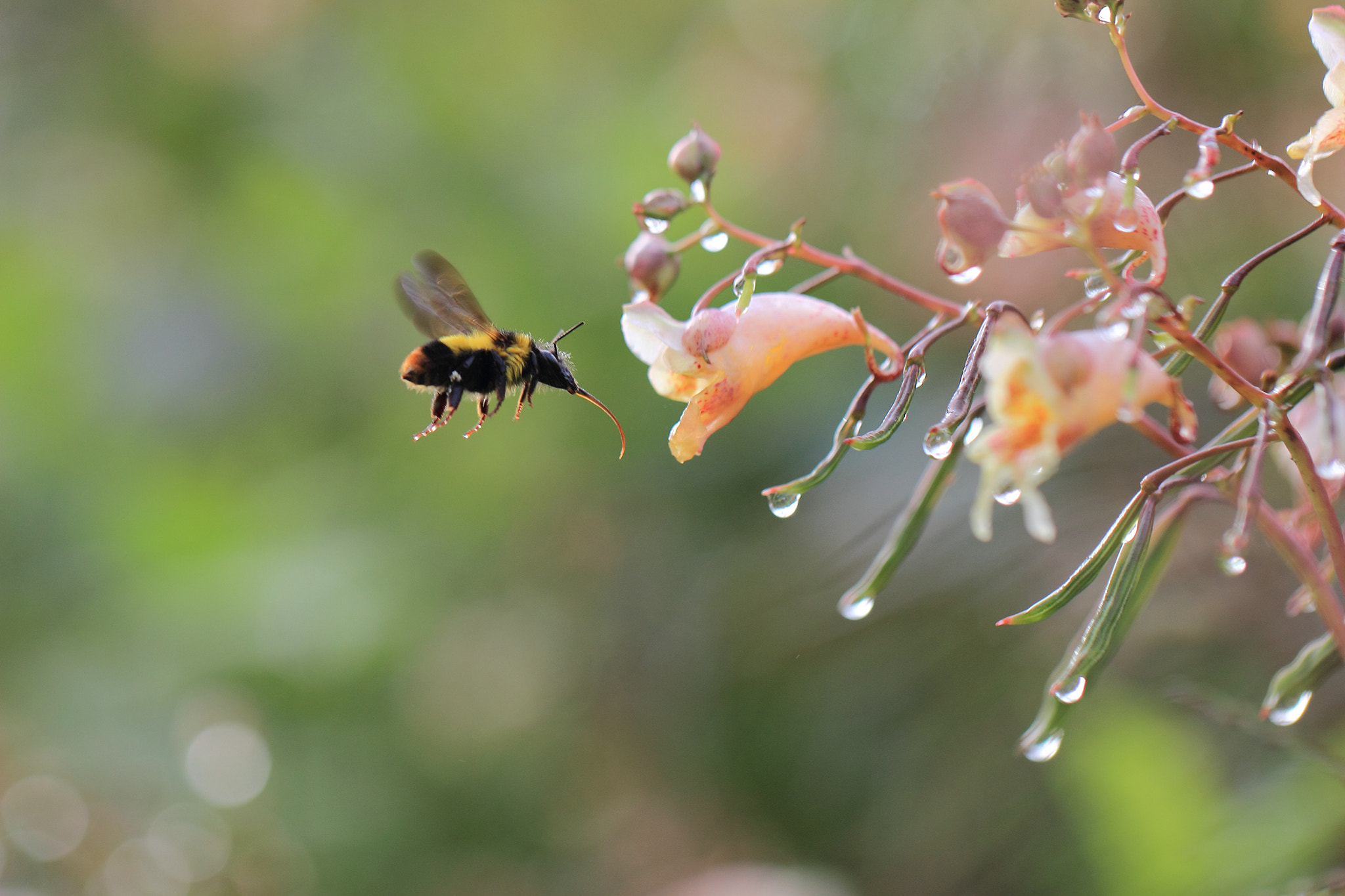 Canon EF 100mm F2.8L Macro IS USM sample photo. 晨忙 photography