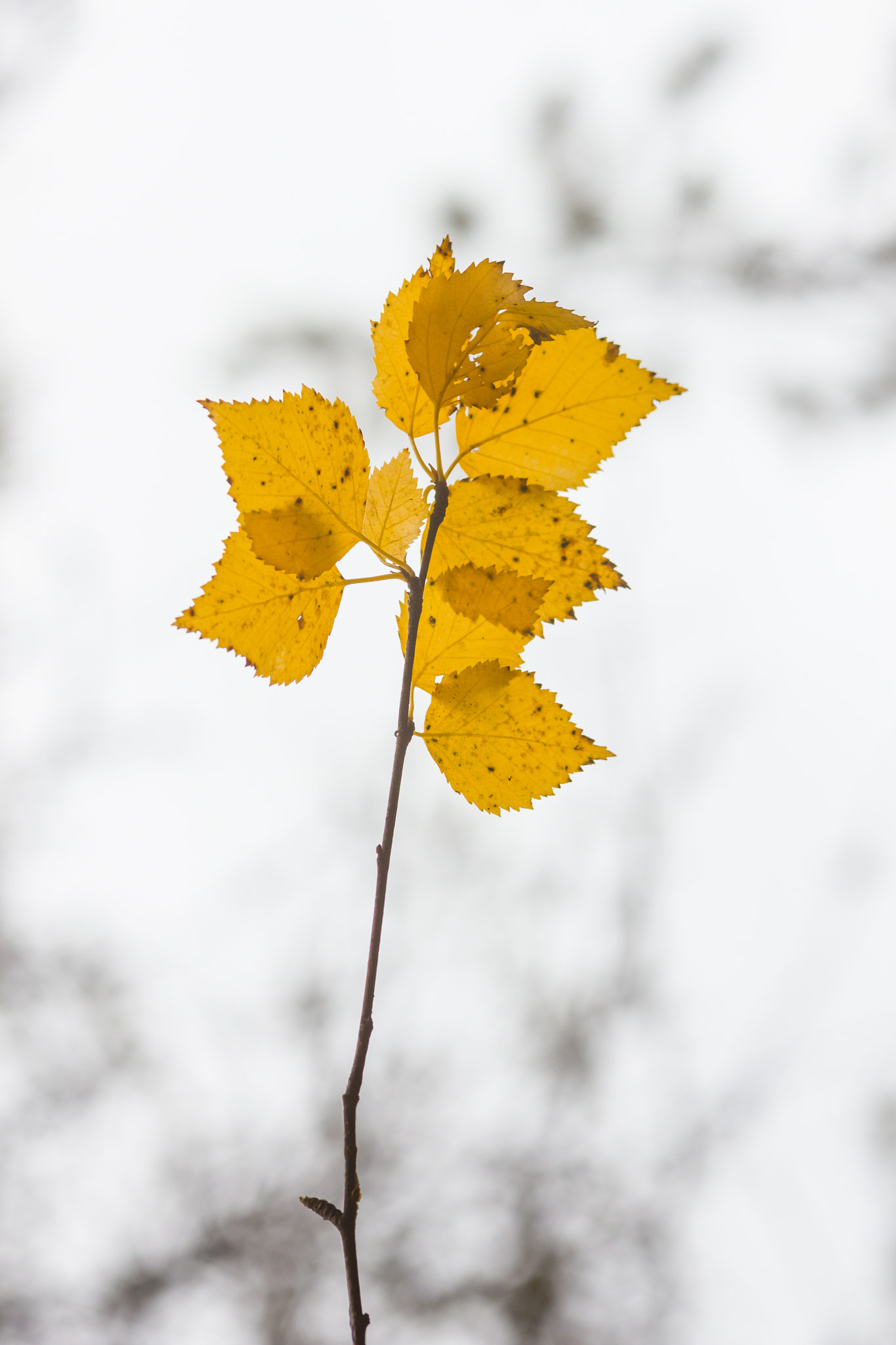 Sigma 105mm F2.8 EX DG Macro sample photo. Осень photography