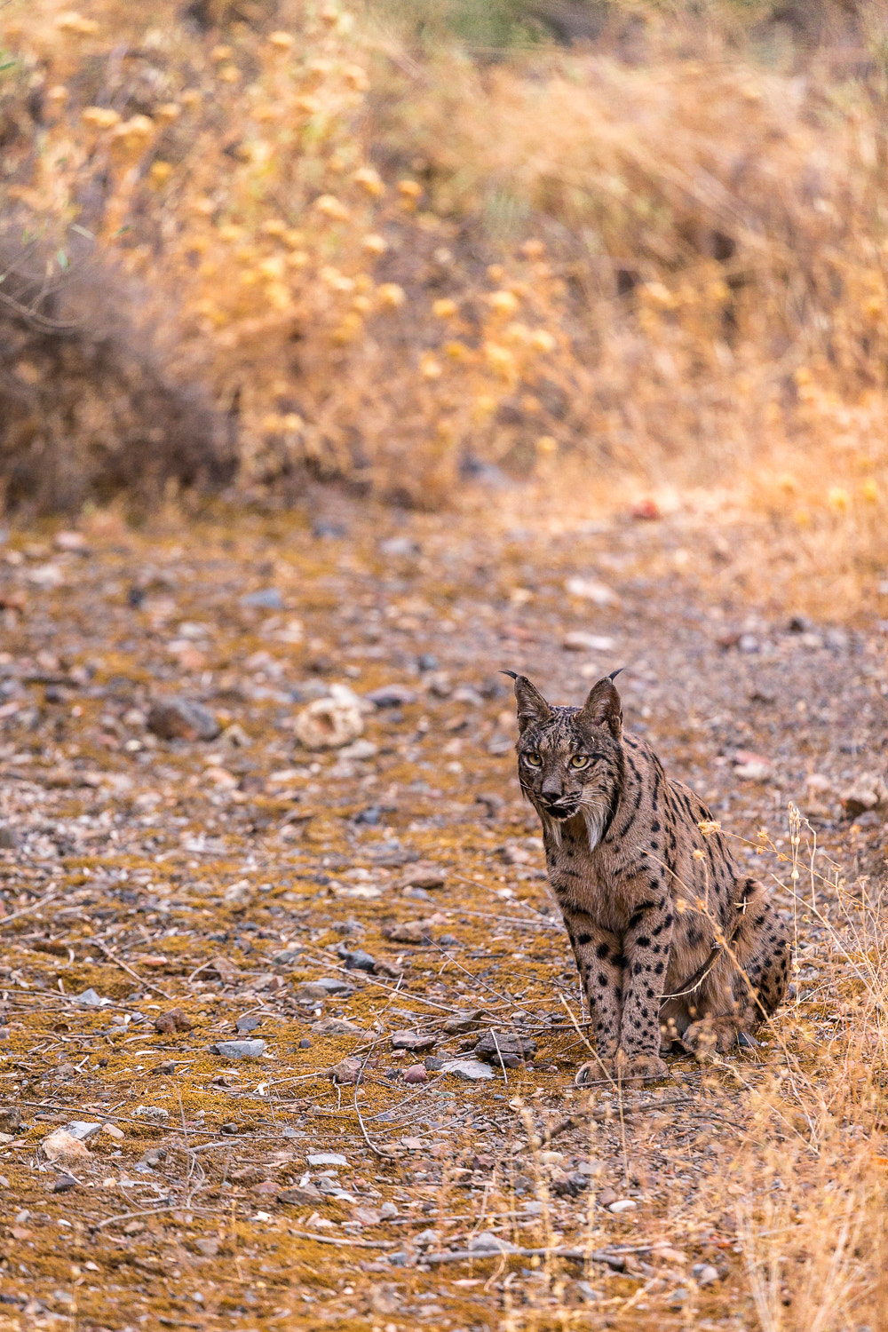 Canon EF 200-400mm F4L IS USM Extender 1.4x sample photo. De mota gorda photography
