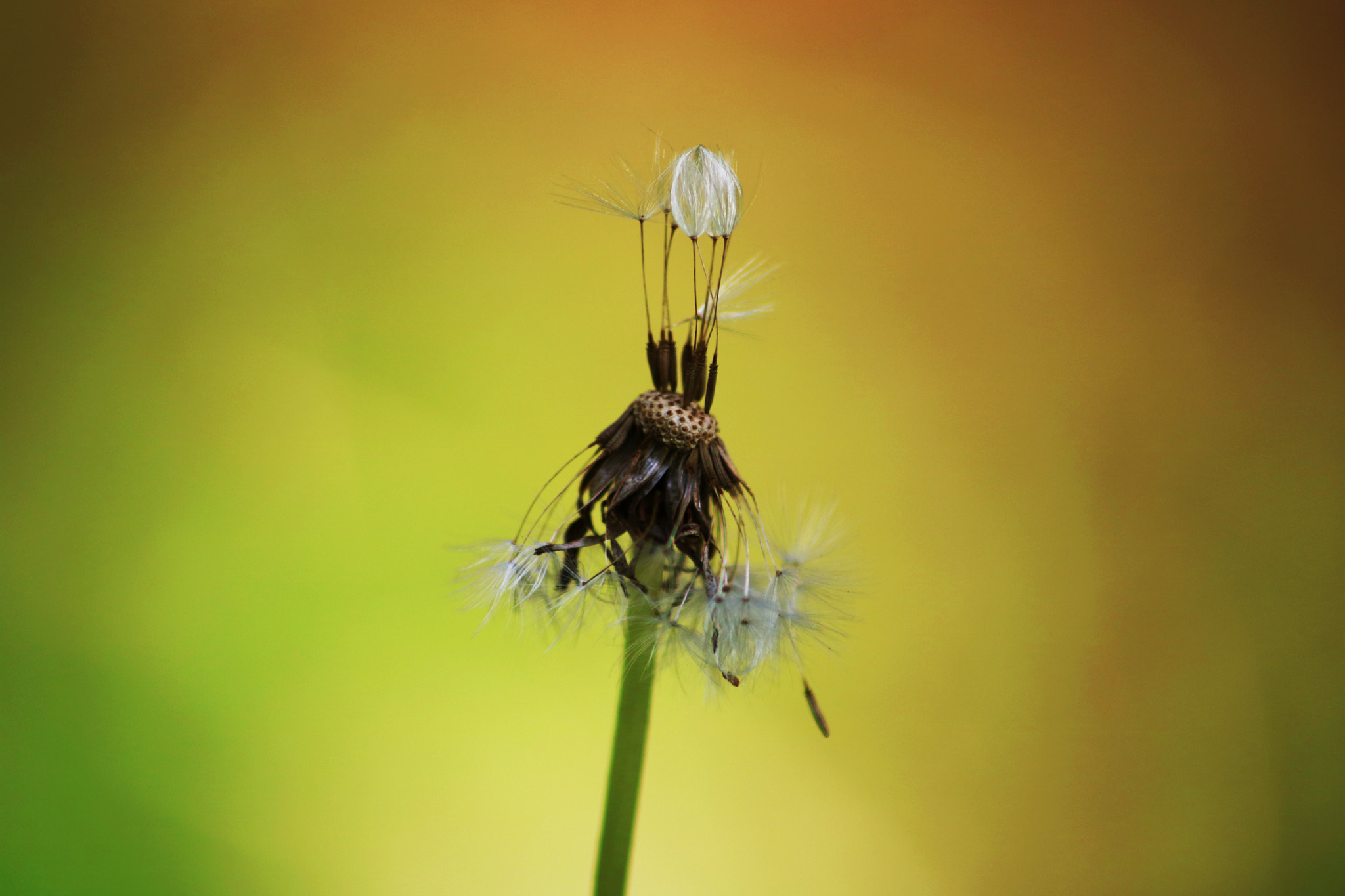 Canon EOS 750D (EOS Rebel T6i / EOS Kiss X8i) sample photo. Some colours photography