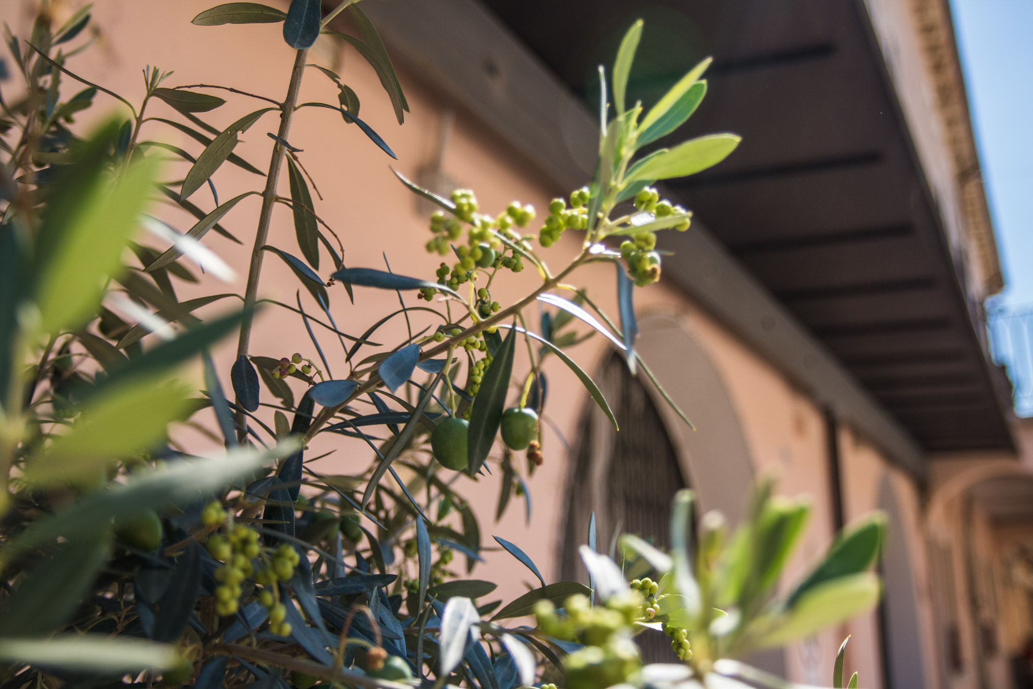 Sigma 17-70mm F2.8-4 DC Macro OS HSM sample photo. Img photography