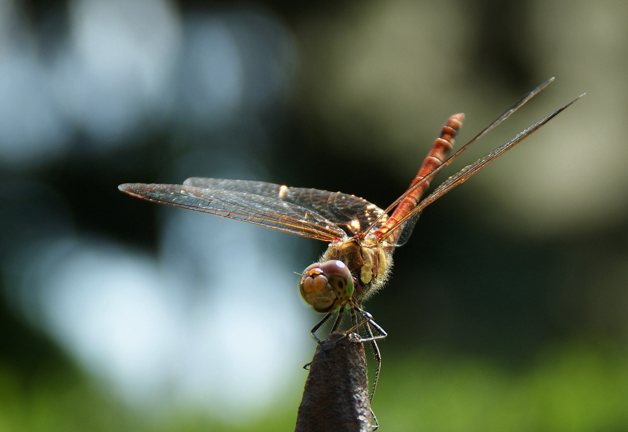 Sony Alpha DSLR-A290 sample photo. Smiling photography