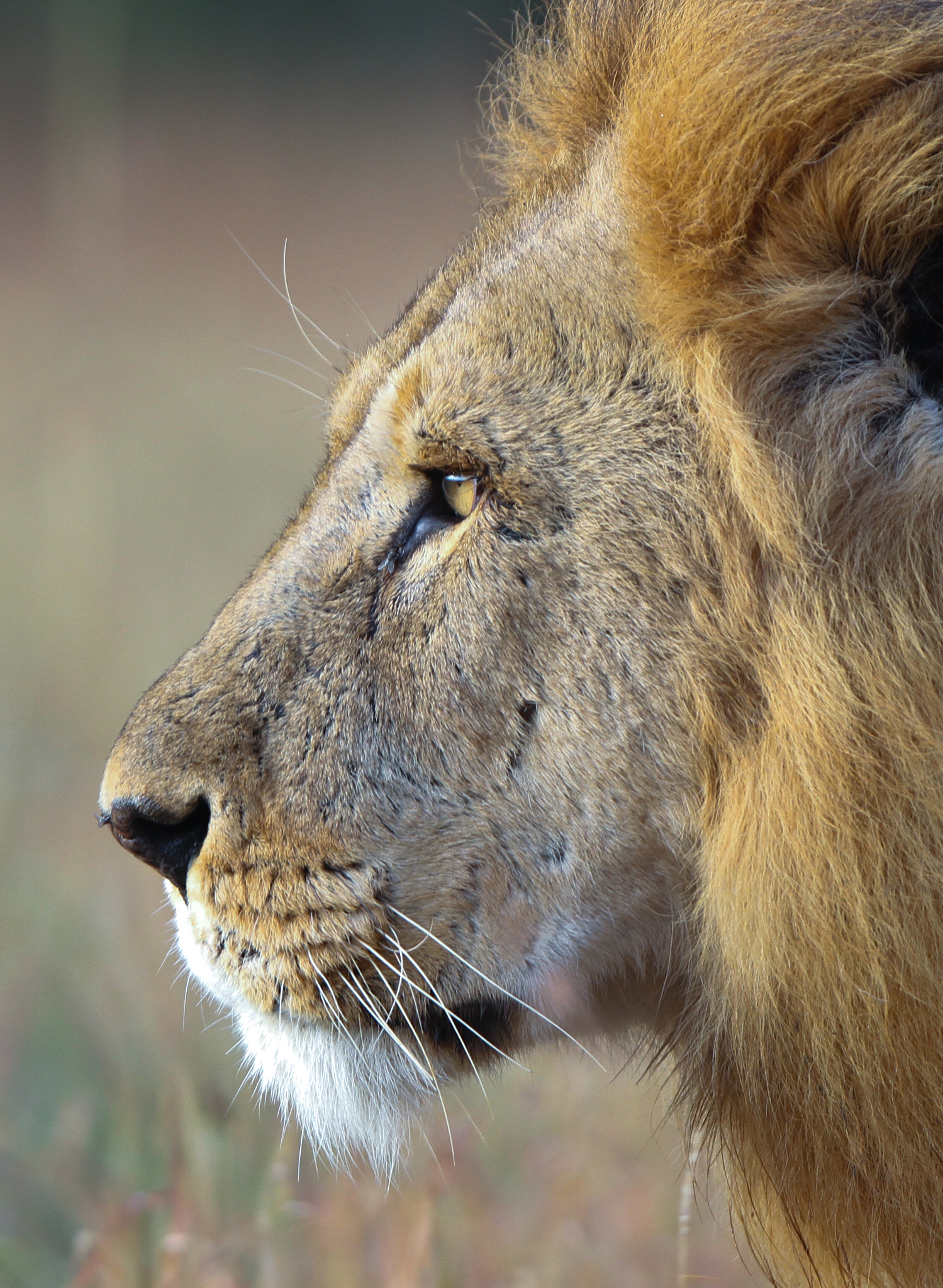 Canon EF 300mm F2.8L IS USM sample photo. Profile of a king photography