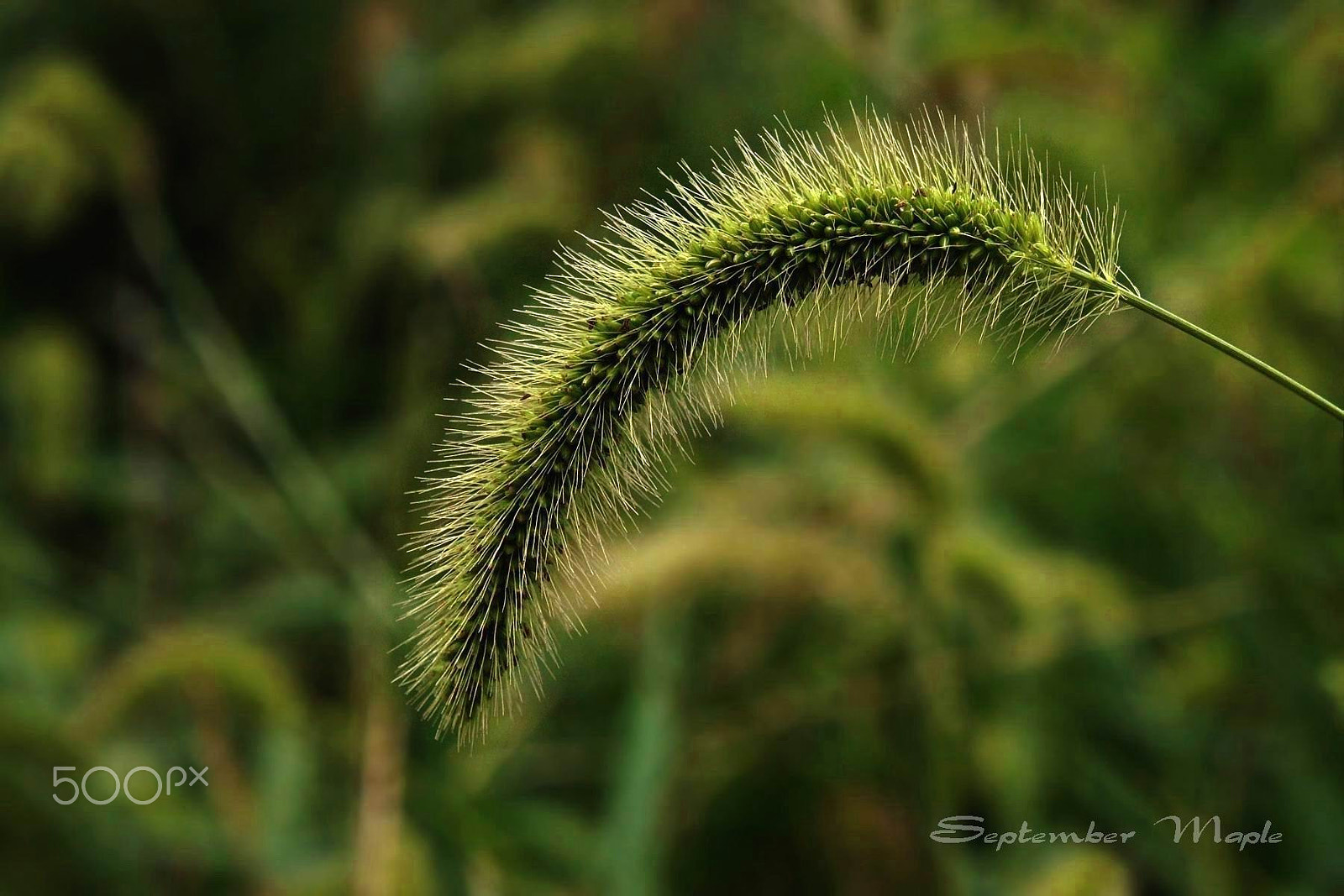 Sony NEX-5C sample photo. 秋之光影-狗尾草 photography