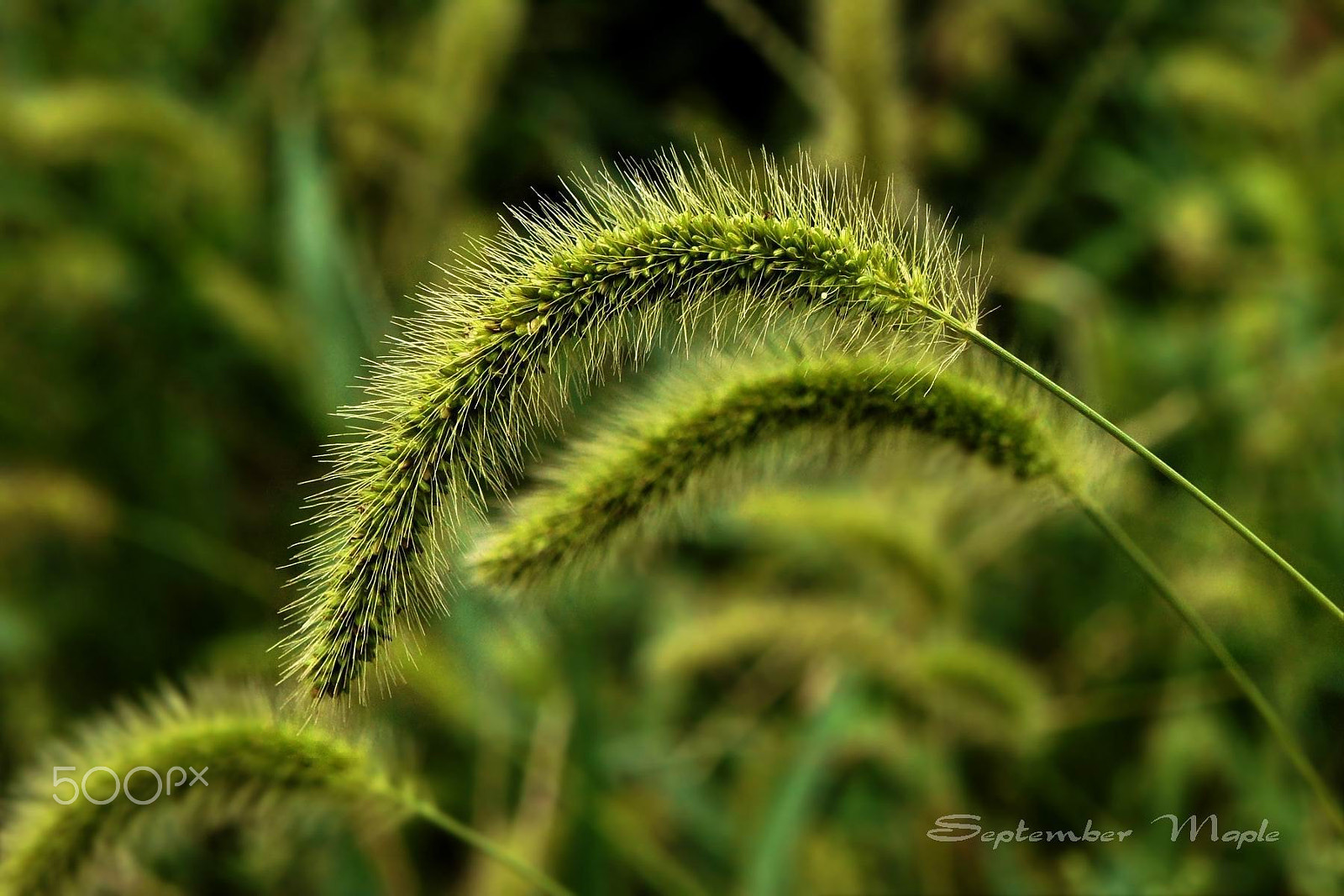 Sony NEX-5C sample photo. 秋之光影-狗尾草 2 photography