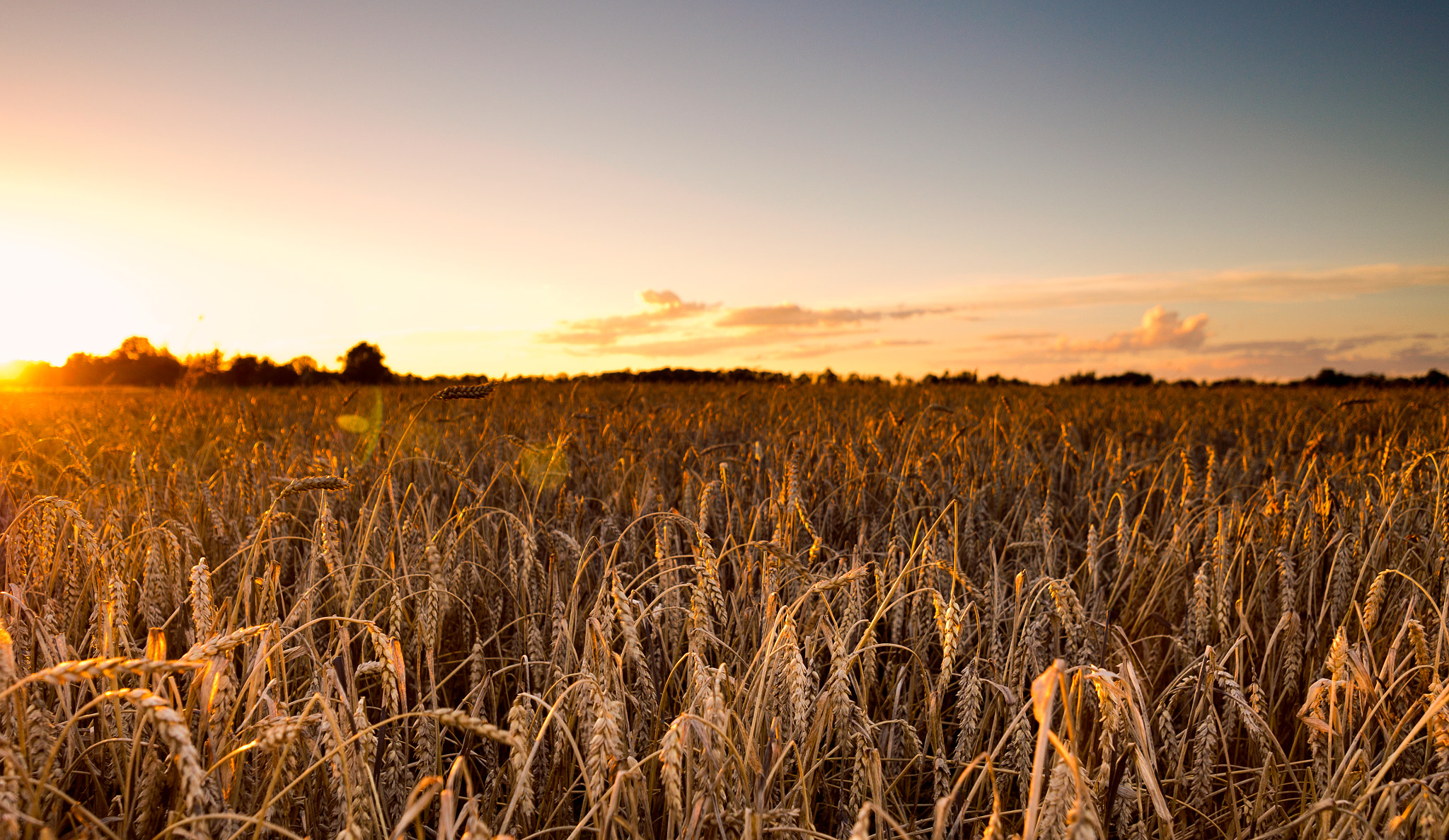 Olympus OM-D E-M5 + Olympus M.Zuiko Digital ED 7-14mm F2.8 PRO sample photo. Wheat field during sunset. photography