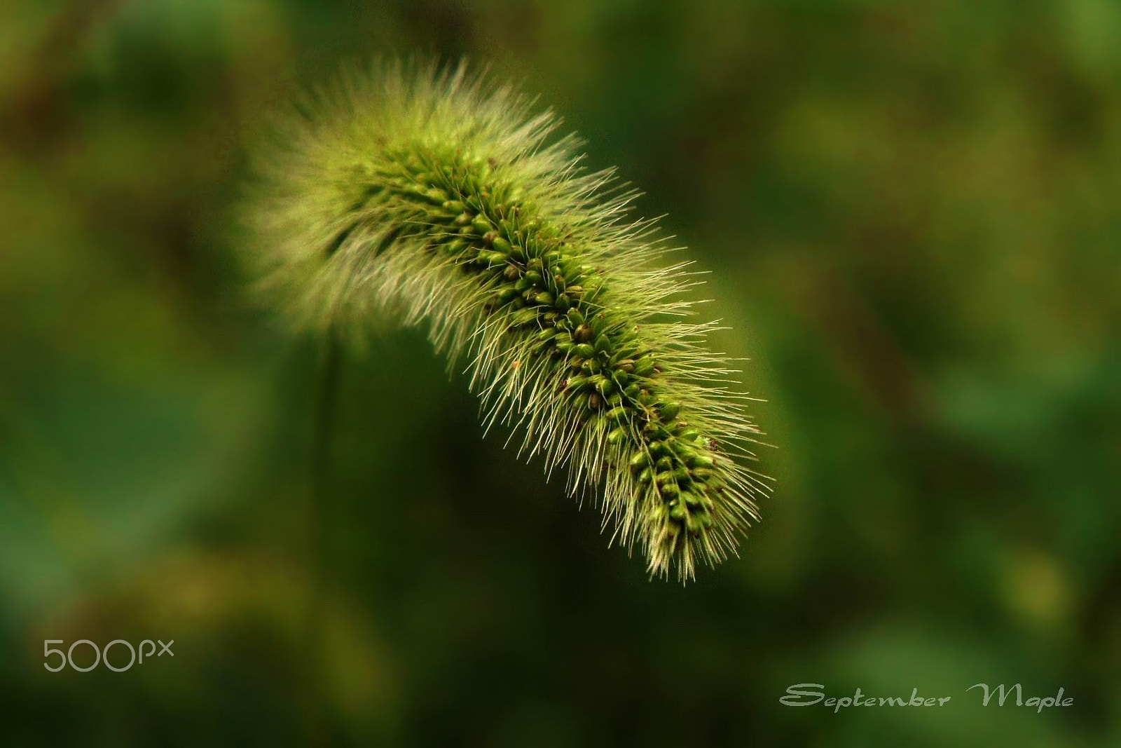 Sony NEX-5C sample photo. 秋之光影-狗尾草 3 photography