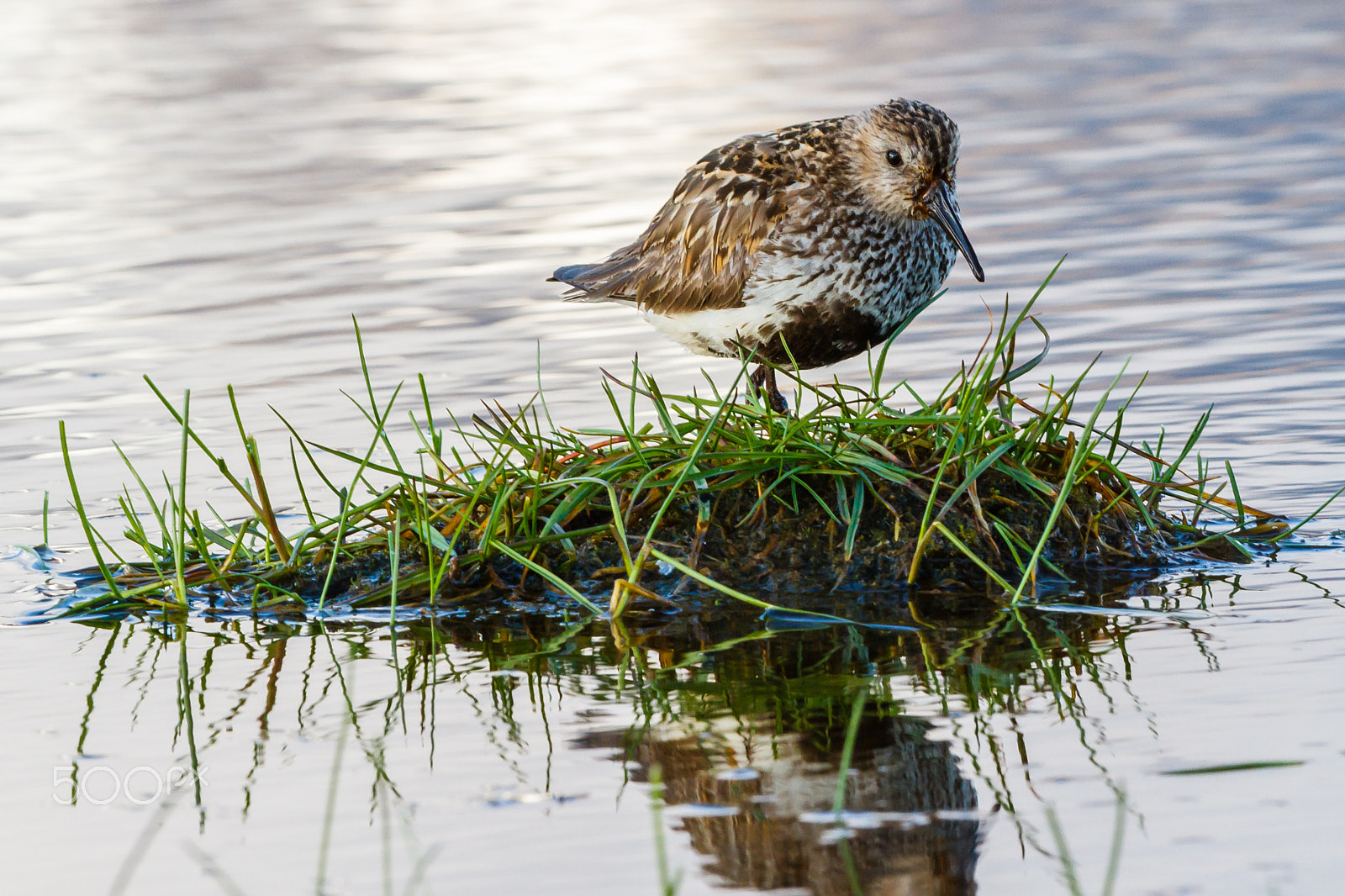 Canon EOS 7D + Canon EF 300mm F2.8L IS USM sample photo. Dunlin, svalbard photography