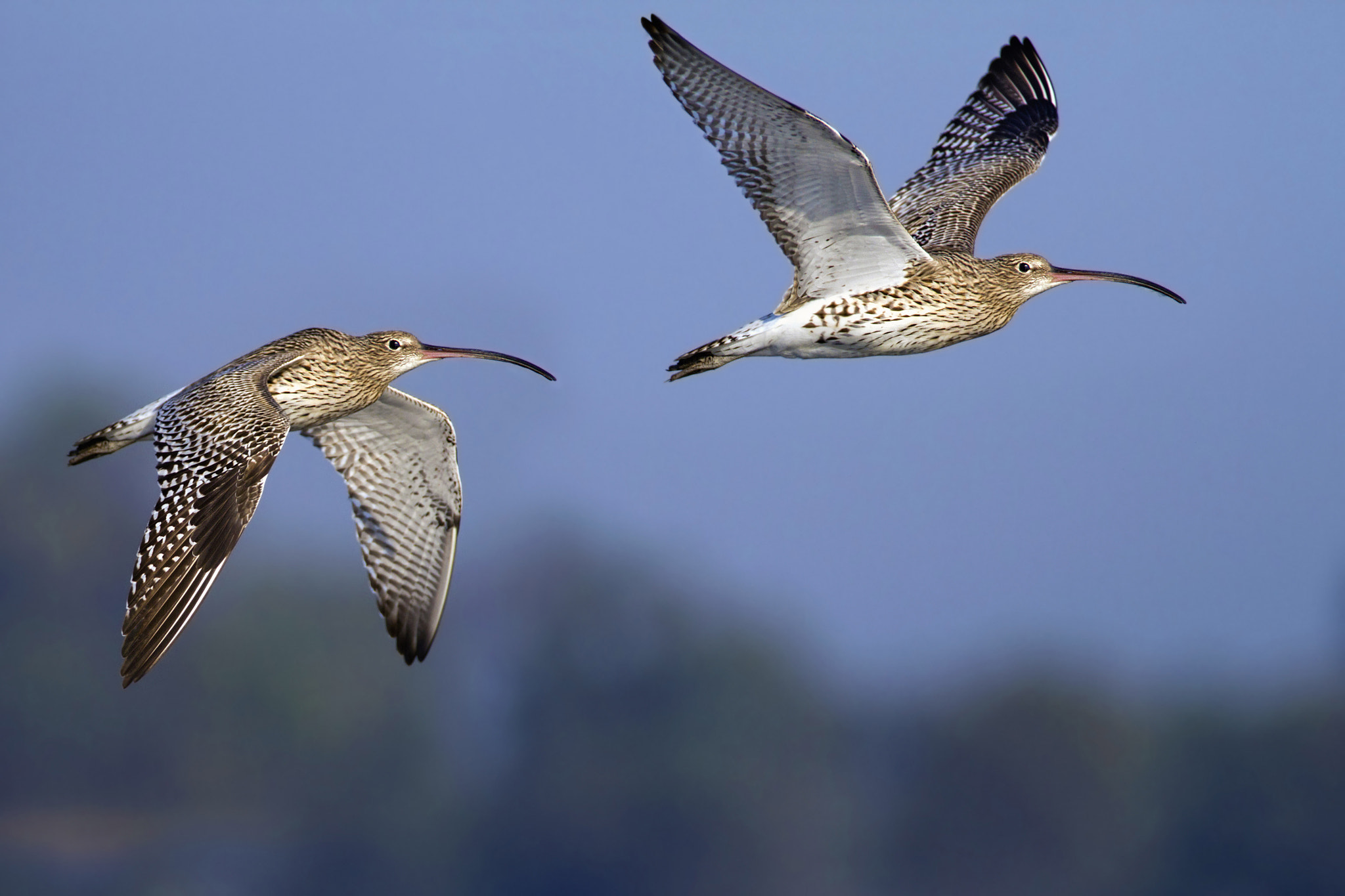 Canon EF 300mm f/2.8L + 1.4x sample photo. Eurasian curlews photography