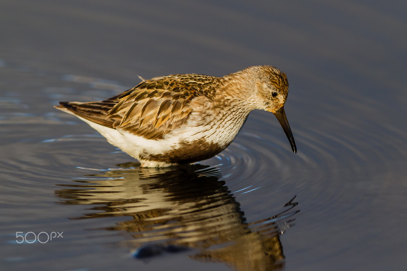 Canon EOS 7D + Canon EF 300mm F2.8L IS USM sample photo. Dunlin, svalbard photography