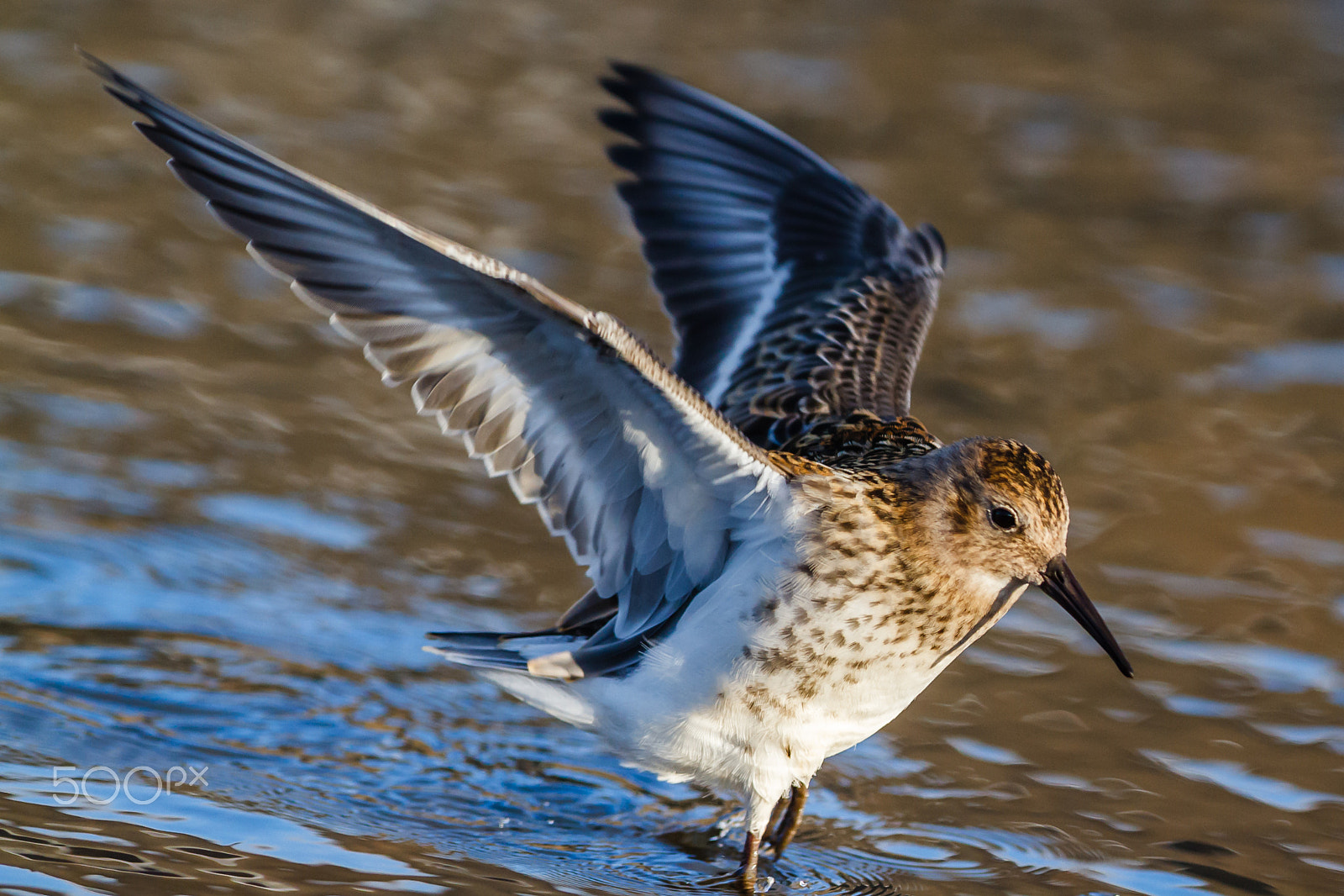 Canon EF 300mm F2.8L IS USM sample photo. Dunlin, calris alpina arctica, svalbard photography