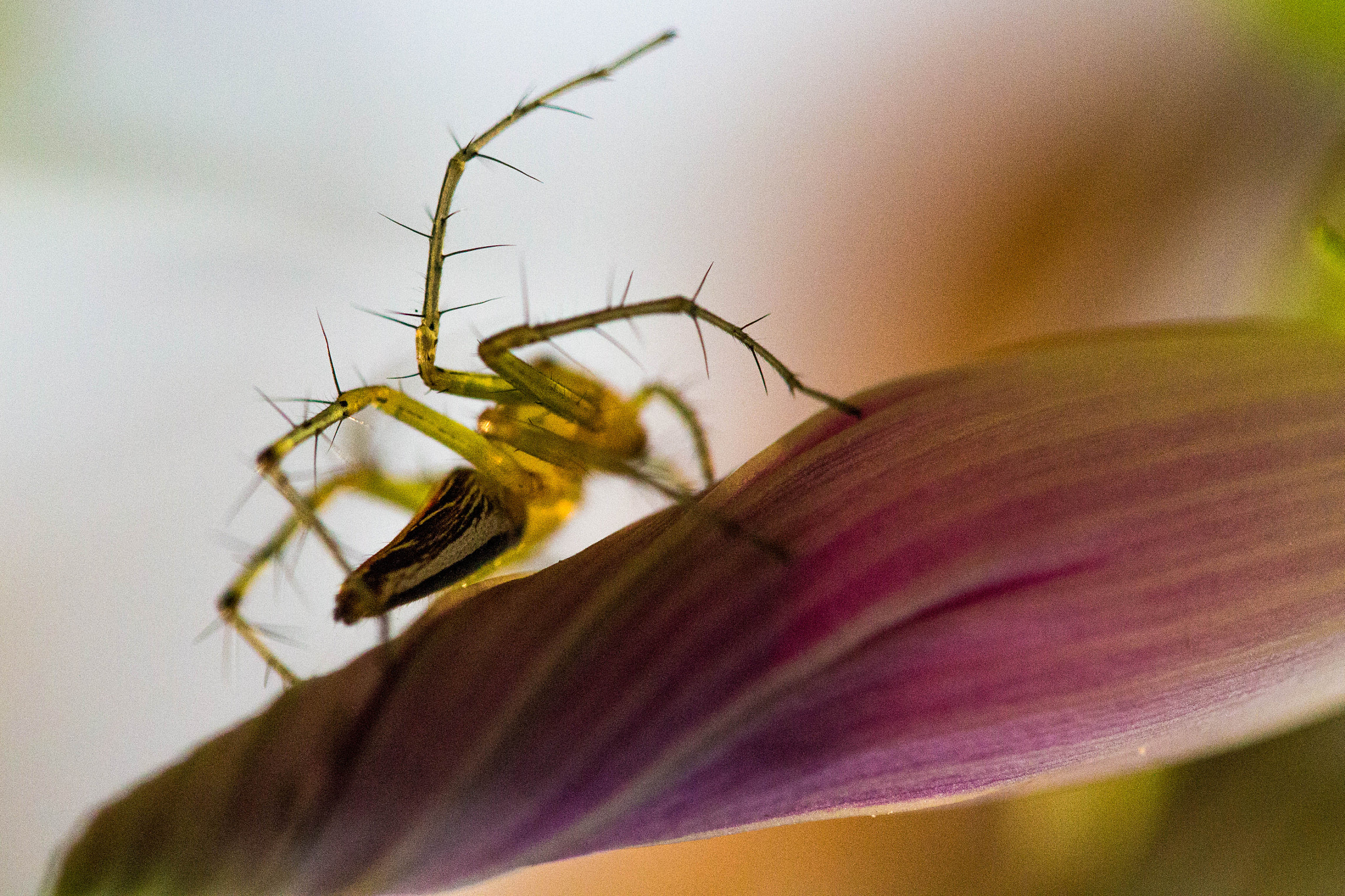 Canon EF-S 60mm F2.8 Macro USM sample photo. Spider on morning glory photography