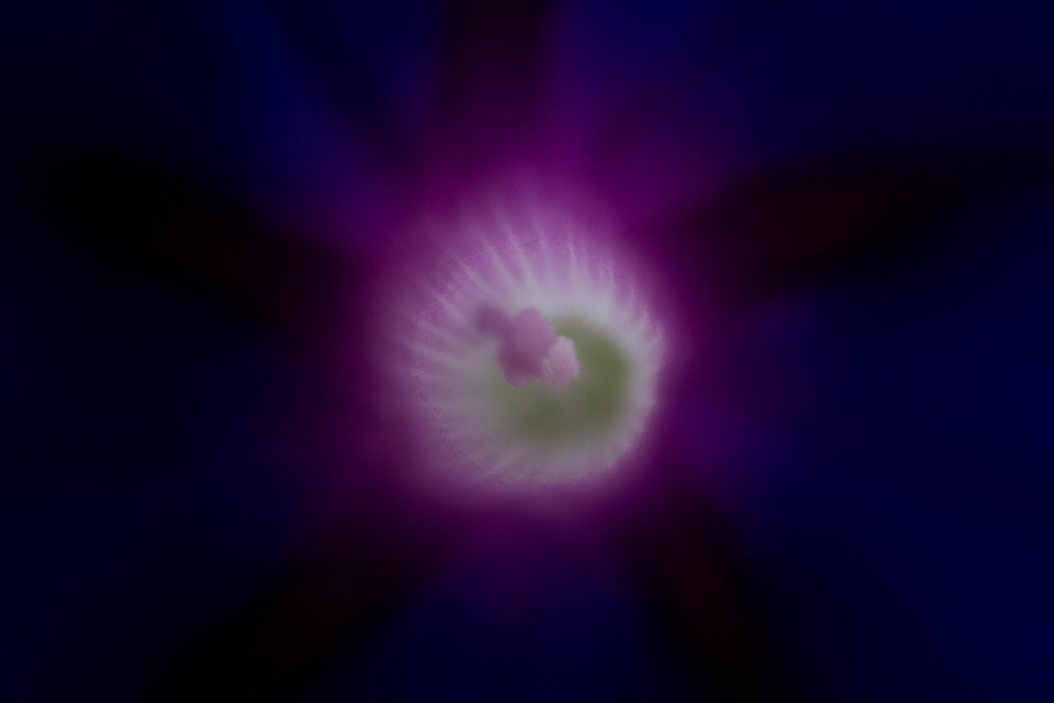 Canon EF-S 60mm F2.8 Macro USM sample photo. Inside the morning glory photography