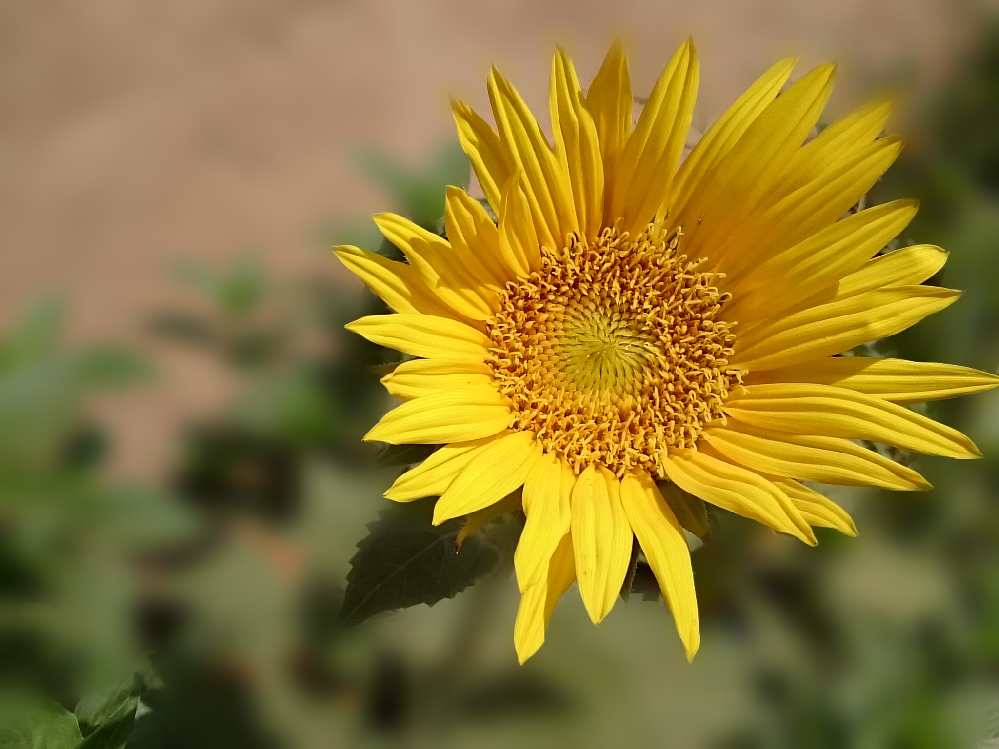 Sony Xperia Z Ultra sample photo. 20150710_143142.jpg photography
