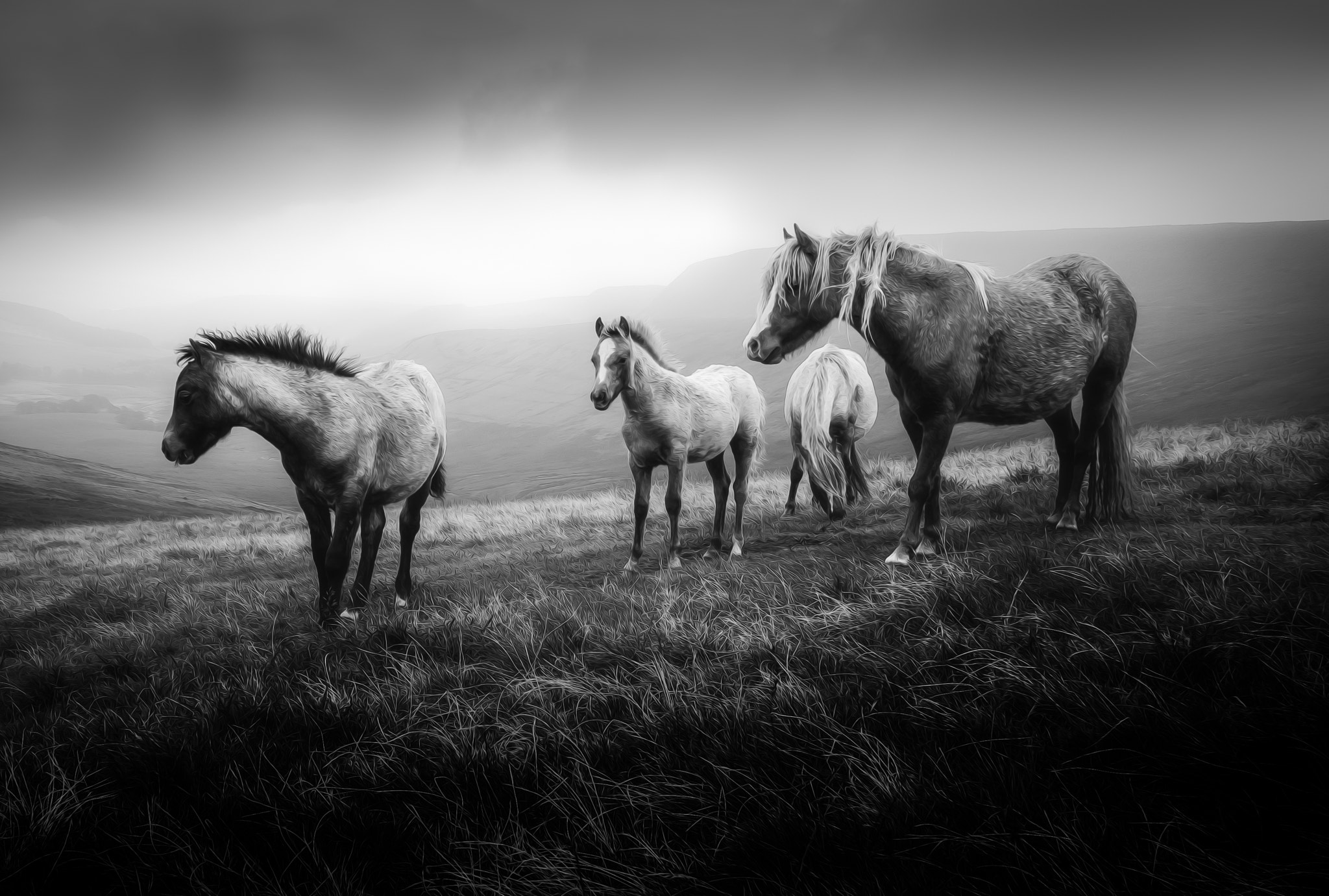 Panasonic Lumix DMC-GX1 + Panasonic Lumix G 14mm F2.5 ASPH sample photo. Wild mountain ponies photography