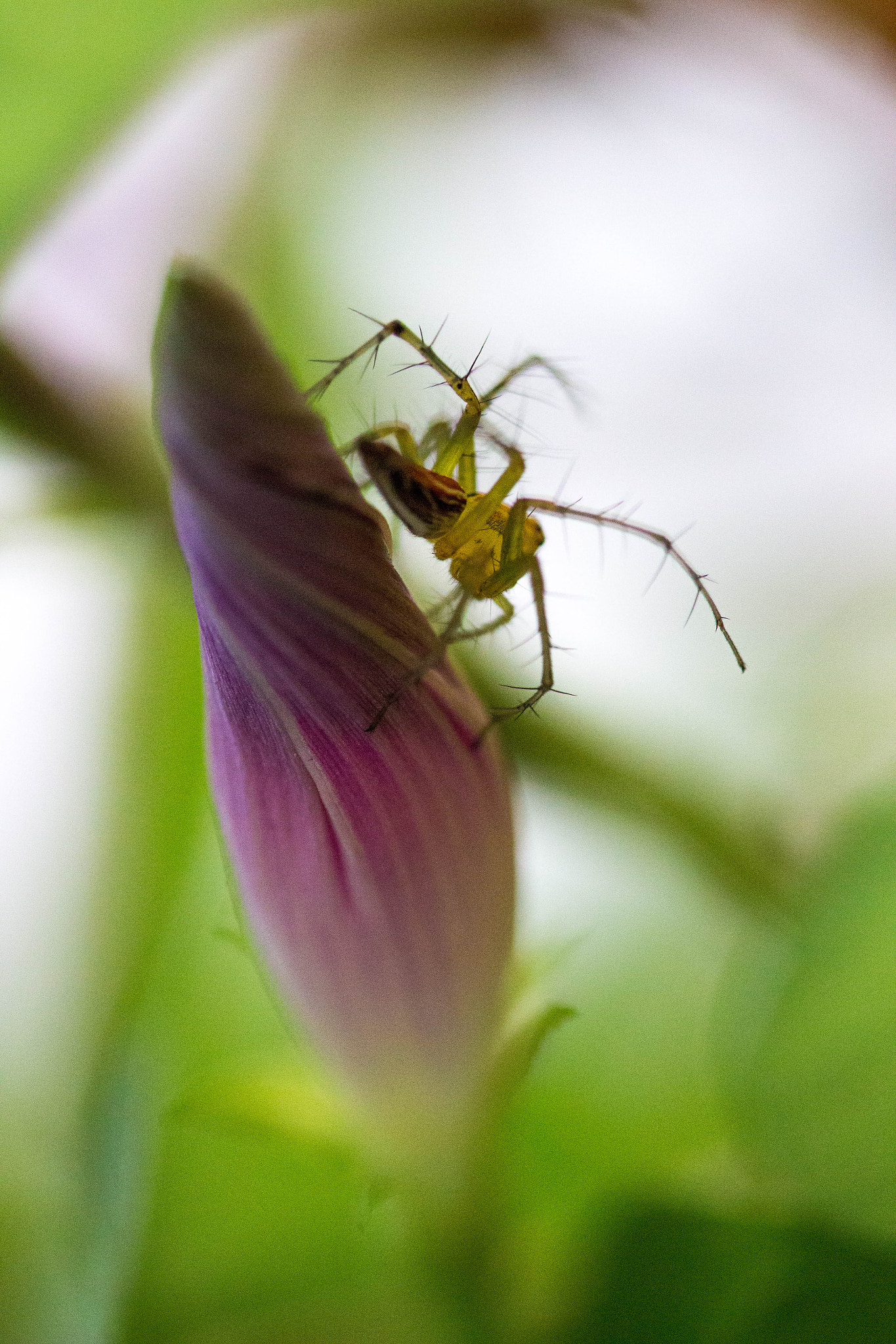 Canon EF-S 60mm F2.8 Macro USM sample photo. Spiders and flowers photography