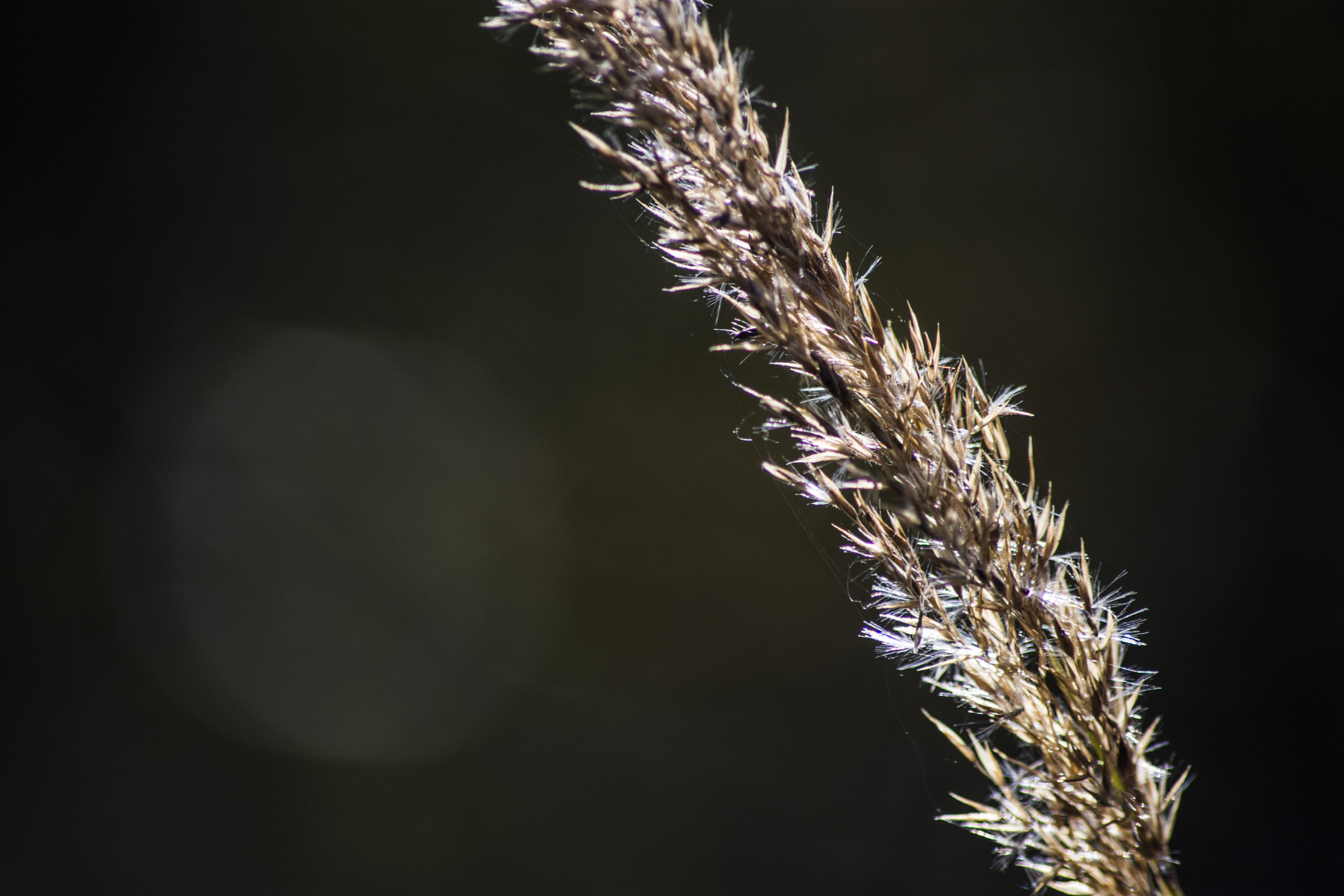 Sigma 70-300mm F4-5.6 APO DG Macro sample photo. :) photography