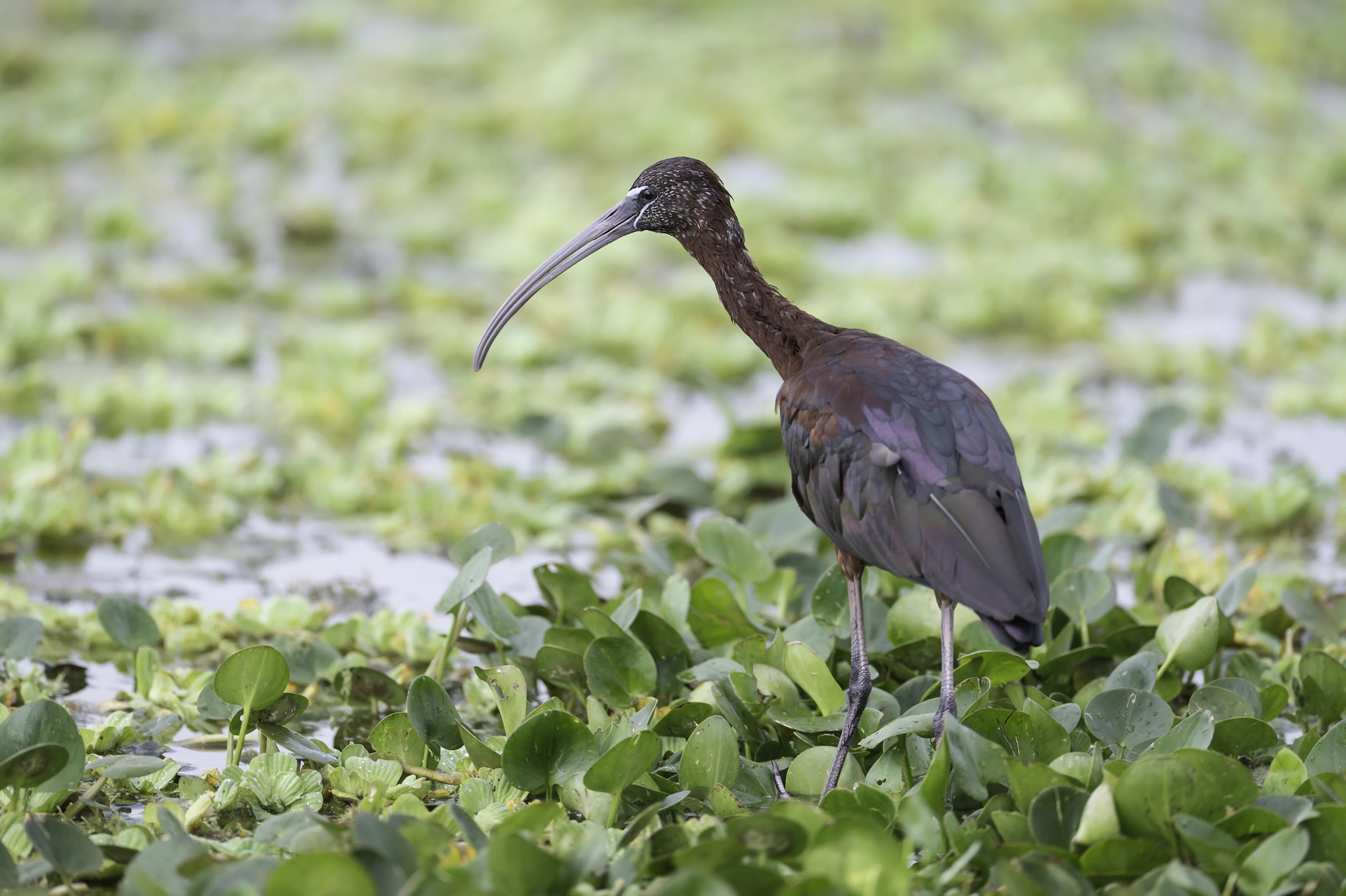 Nikon D4 sample photo. Ibis on the marsh... photography