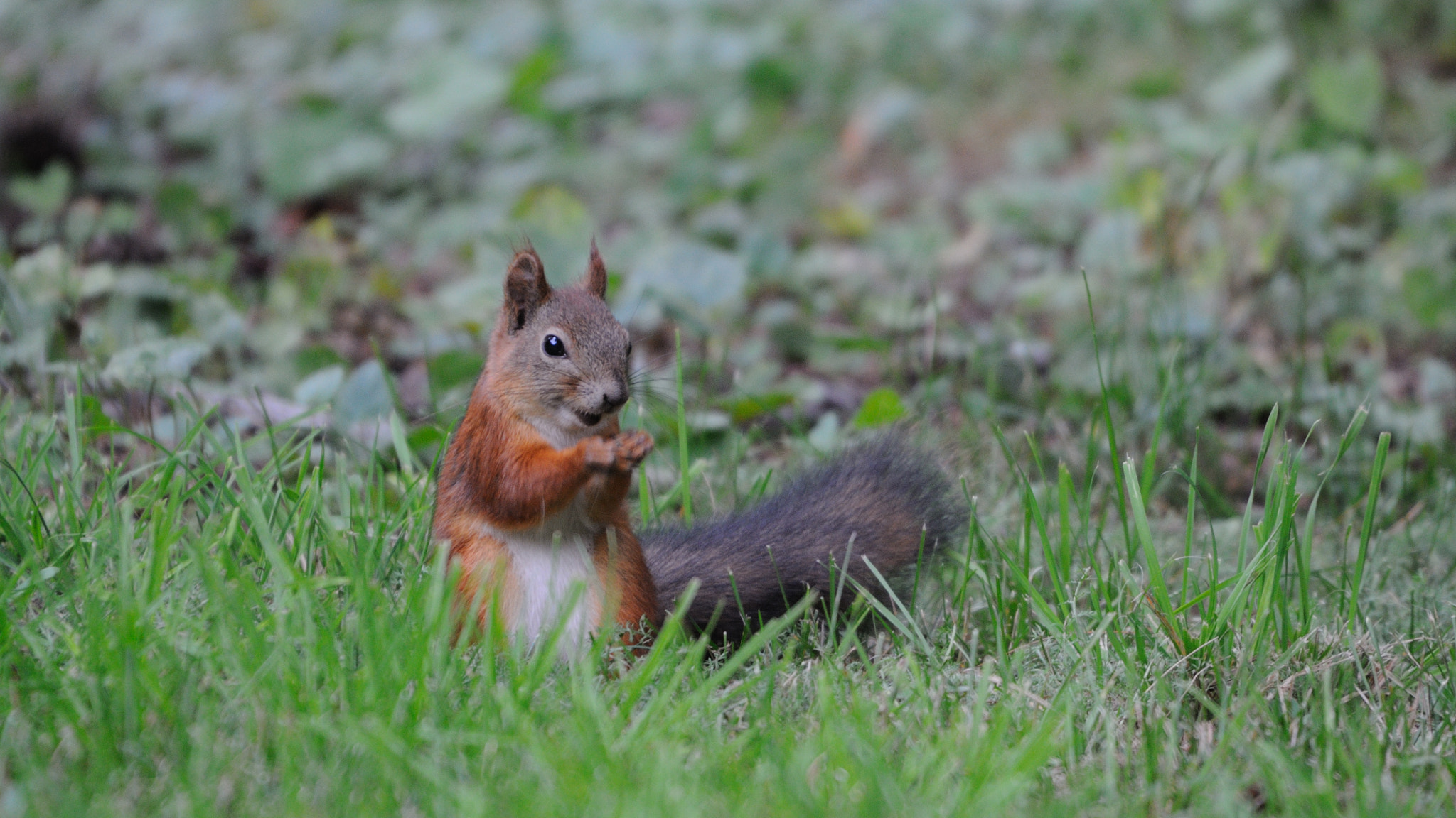 Nikon D90 + Sigma 50-500mm F4.5-6.3 DG OS HSM sample photo. Red squirrel photography