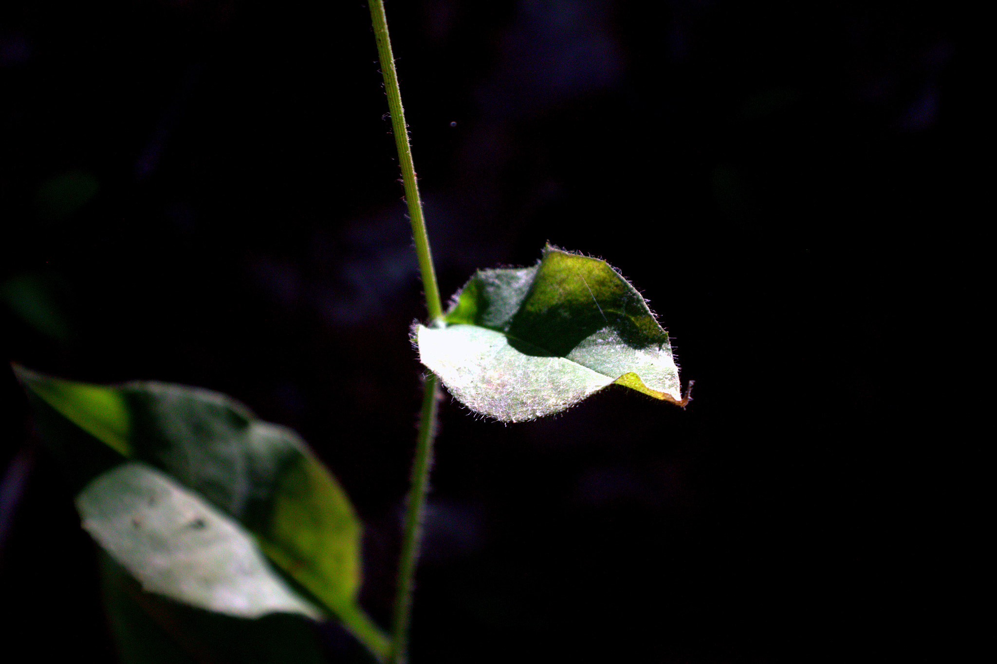 Canon EOS 50D sample photo. Less is more photography
