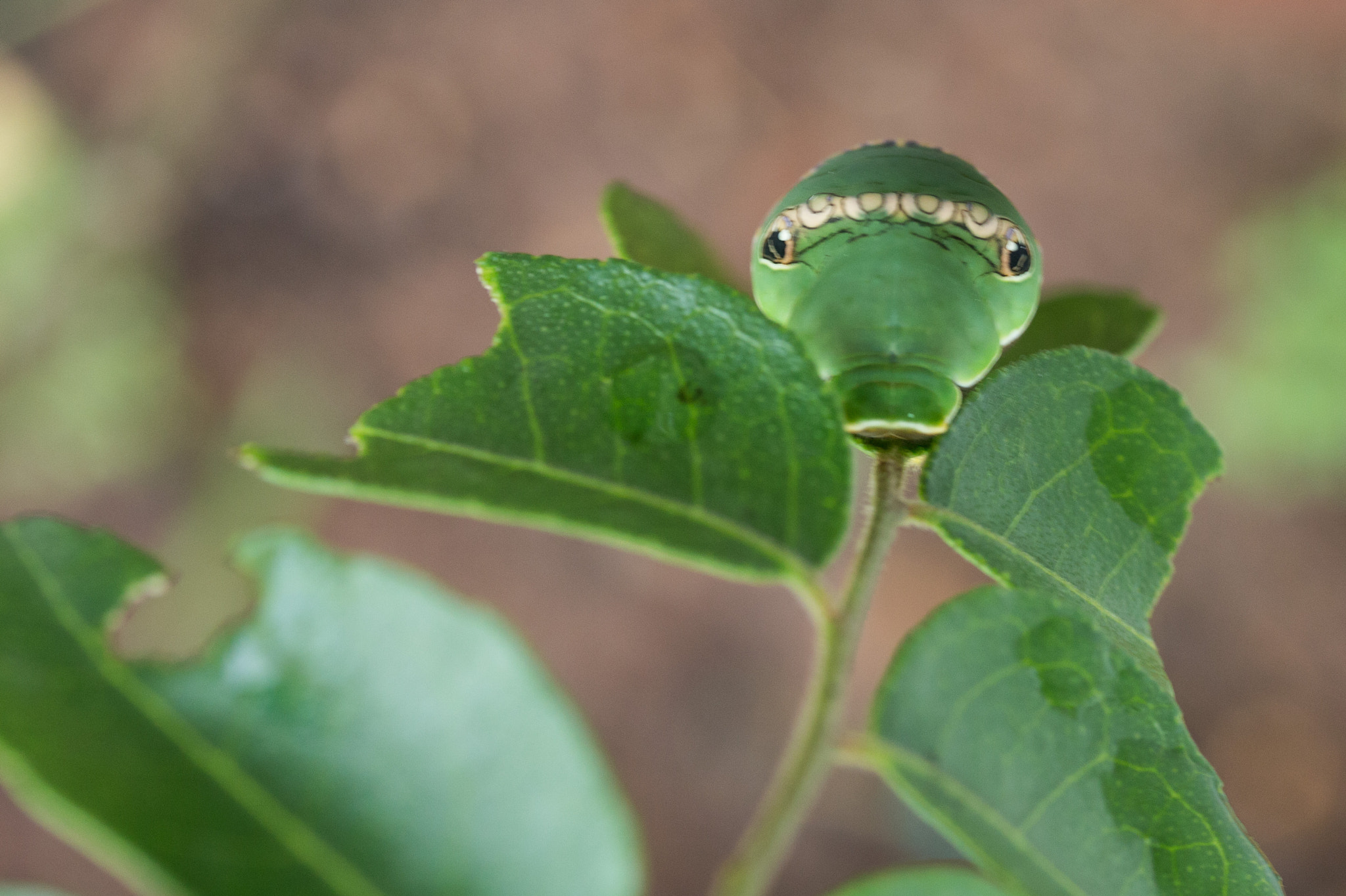 Canon EF-S 60mm F2.8 Macro USM sample photo. Invader in the garden photography