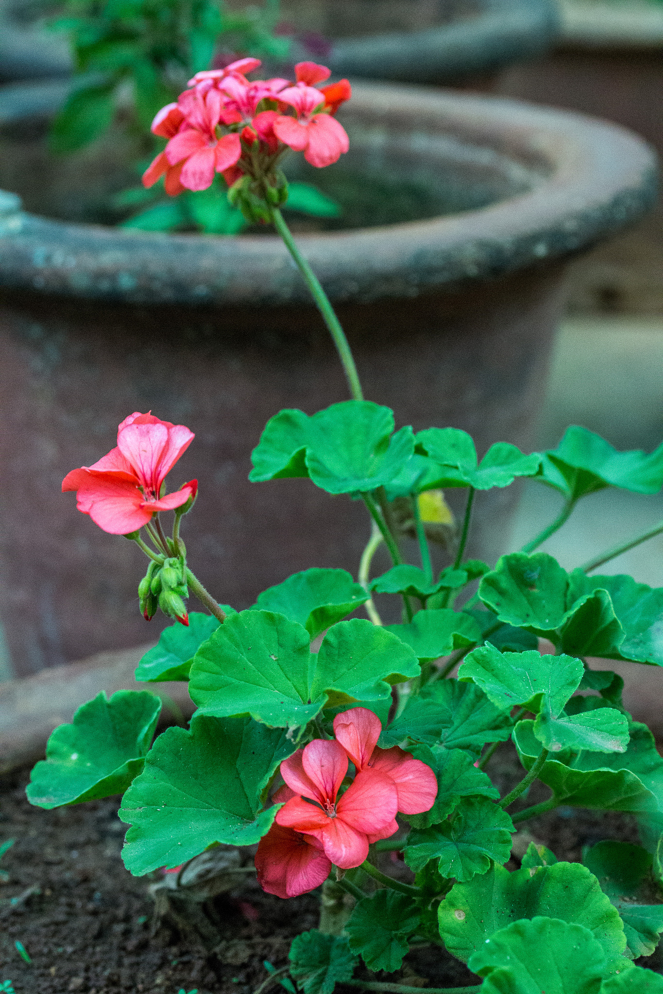Canon EF-S 60mm F2.8 Macro USM sample photo. Geranium flowers photography