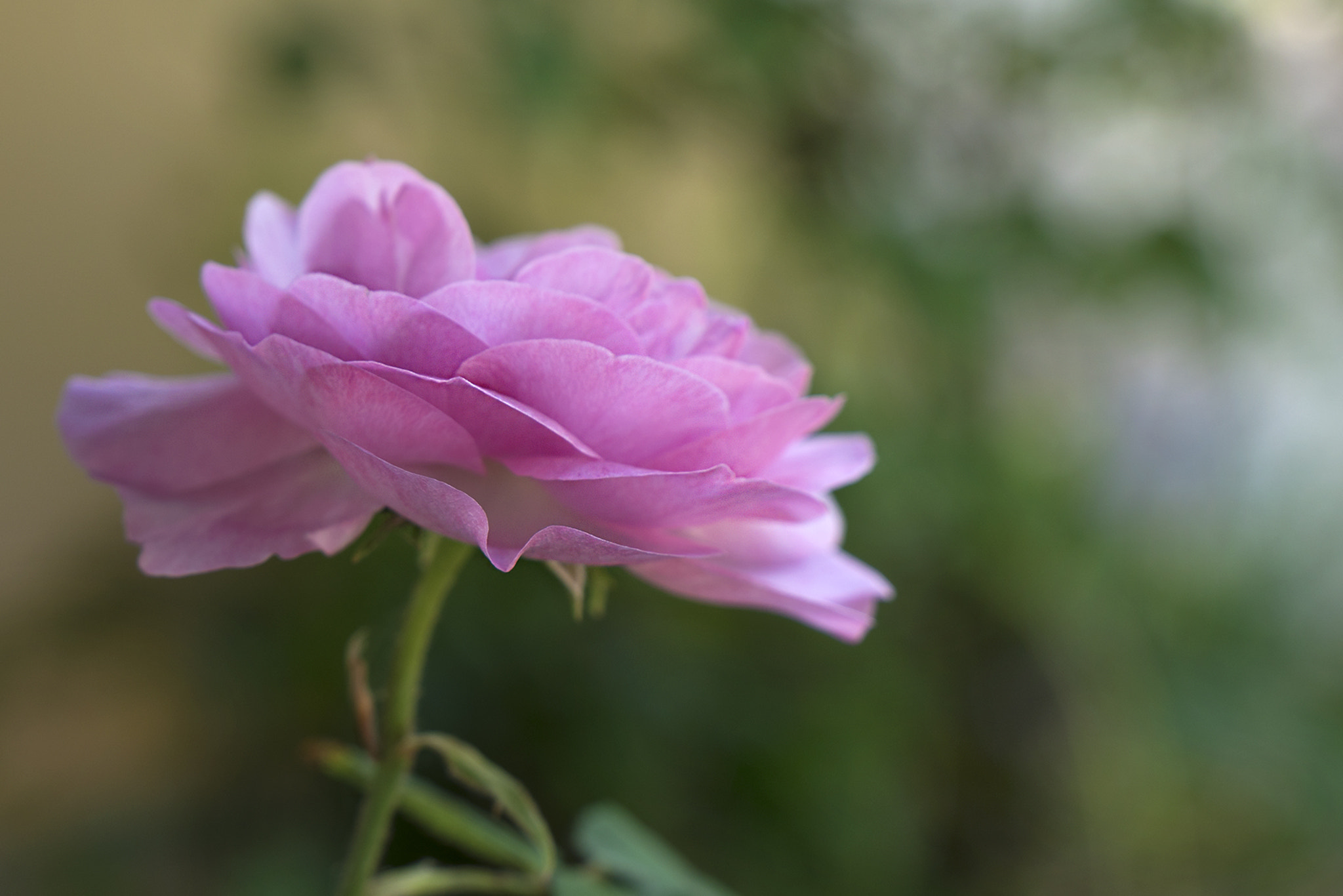 Sony Vario-Tessar T* E 16-70mm F4 ZA OSS sample photo. Flower photography