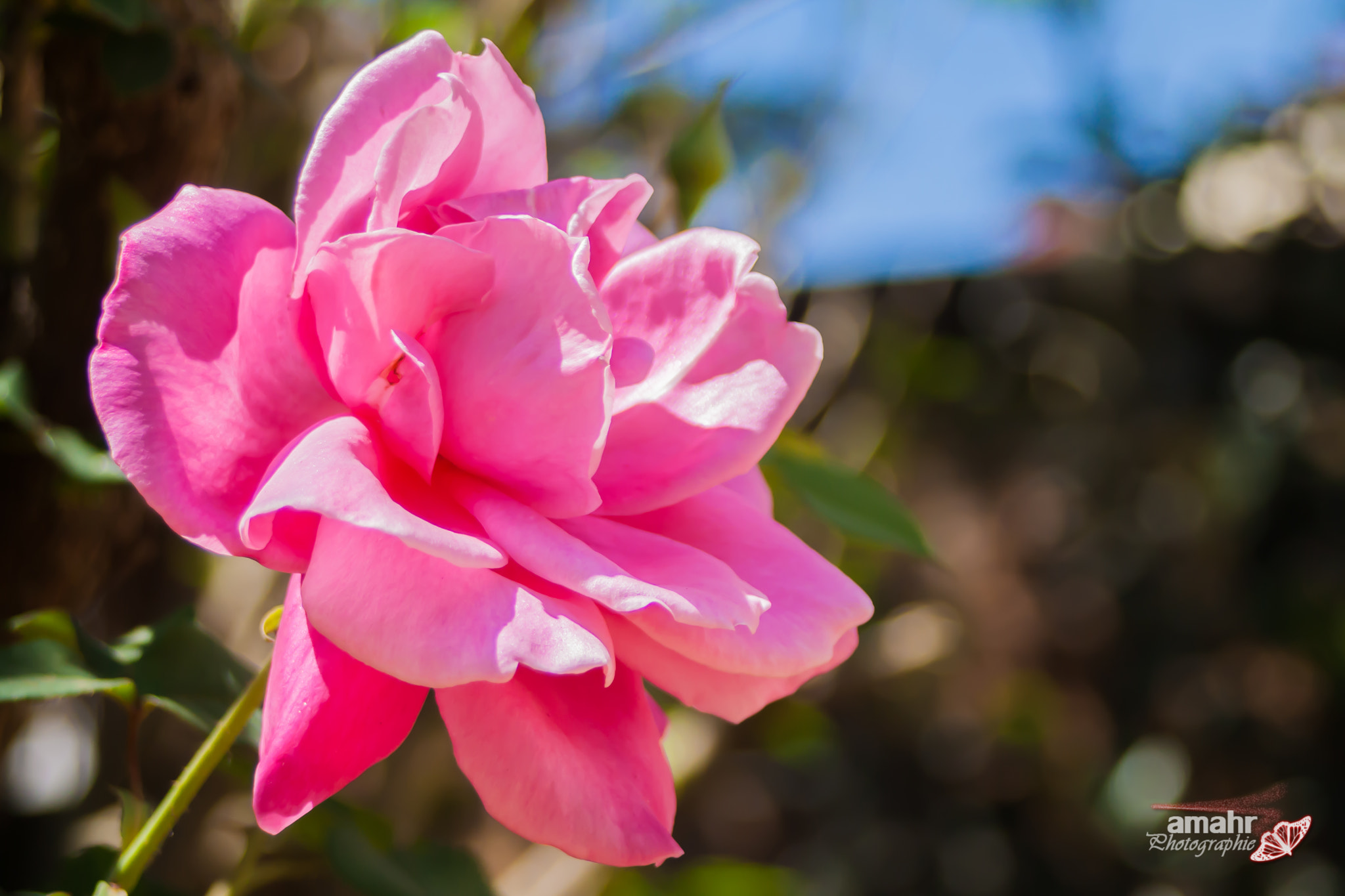Canon EF 28-80mm f/3.5-5.6 sample photo. Rose photography