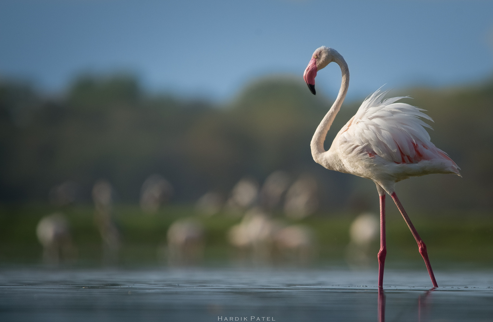 Nikon D4S sample photo. Greater flamingo photography