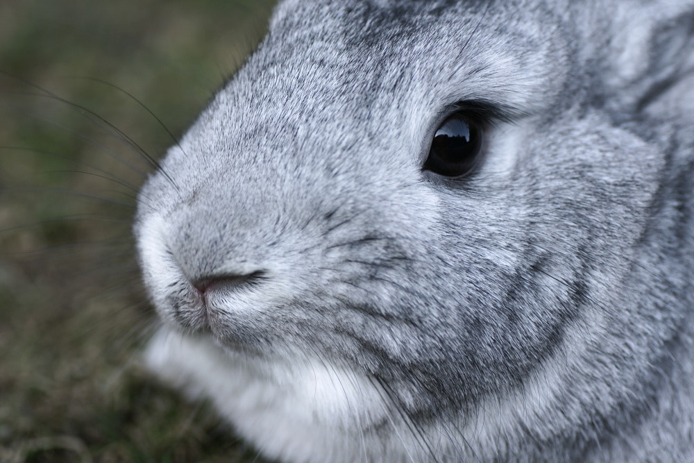 Sony Alpha DSLR-A700 + Tamron SP AF 90mm F2.8 Di Macro sample photo. Rabbit photography