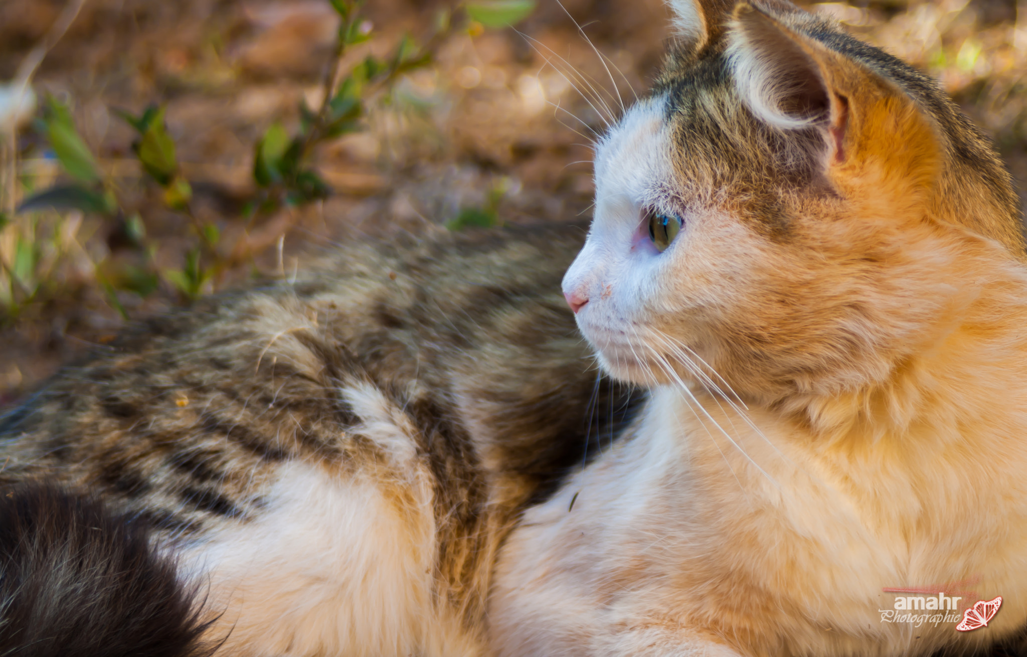 Canon EF 28-80mm f/3.5-5.6 sample photo. Cat photography