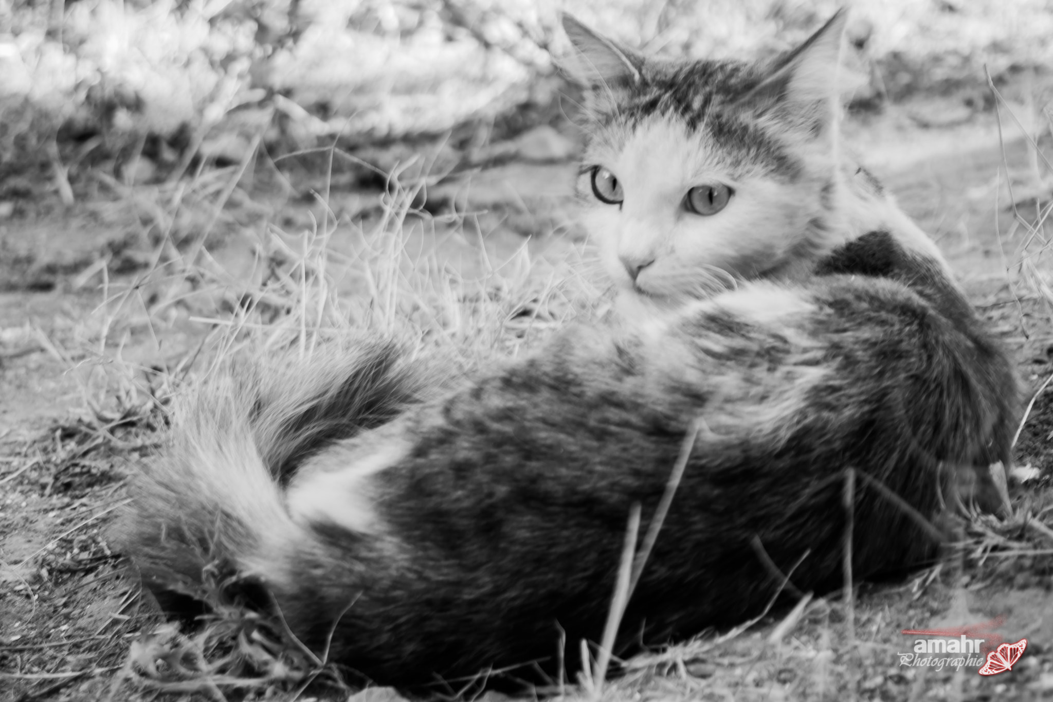 Canon EF 28-80mm f/3.5-5.6 sample photo. Cat photography