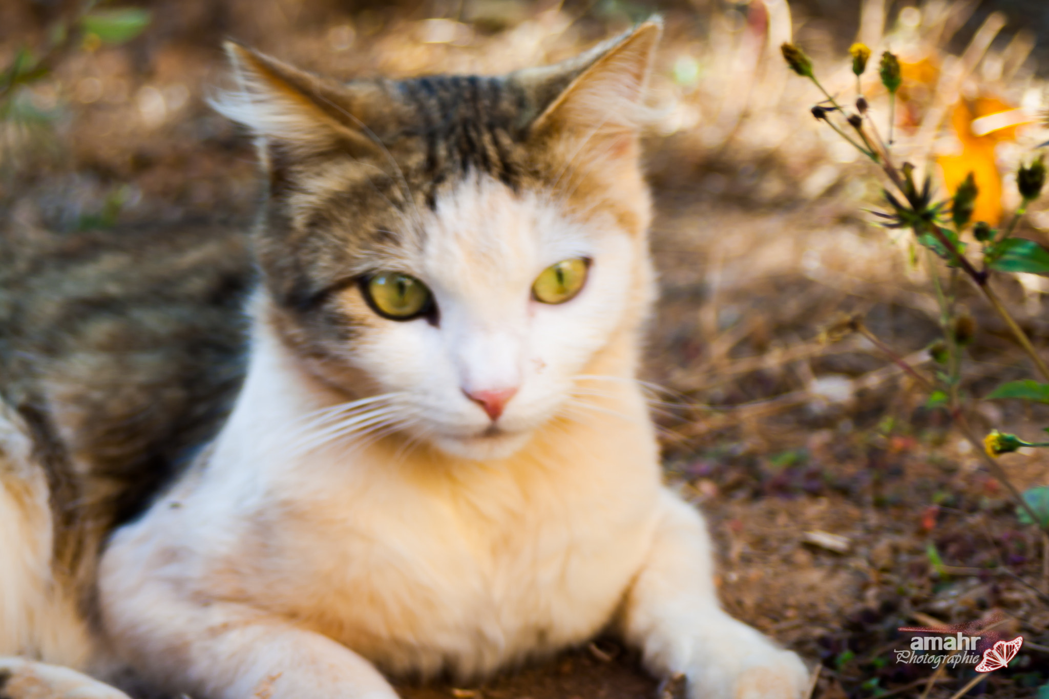Canon EF 28-80mm f/3.5-5.6 sample photo. Cat photography