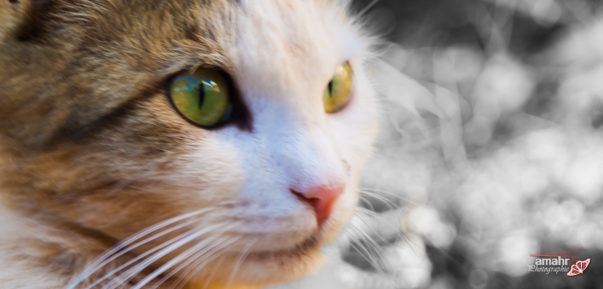 Canon EF 28-80mm f/3.5-5.6 sample photo. Cat photography