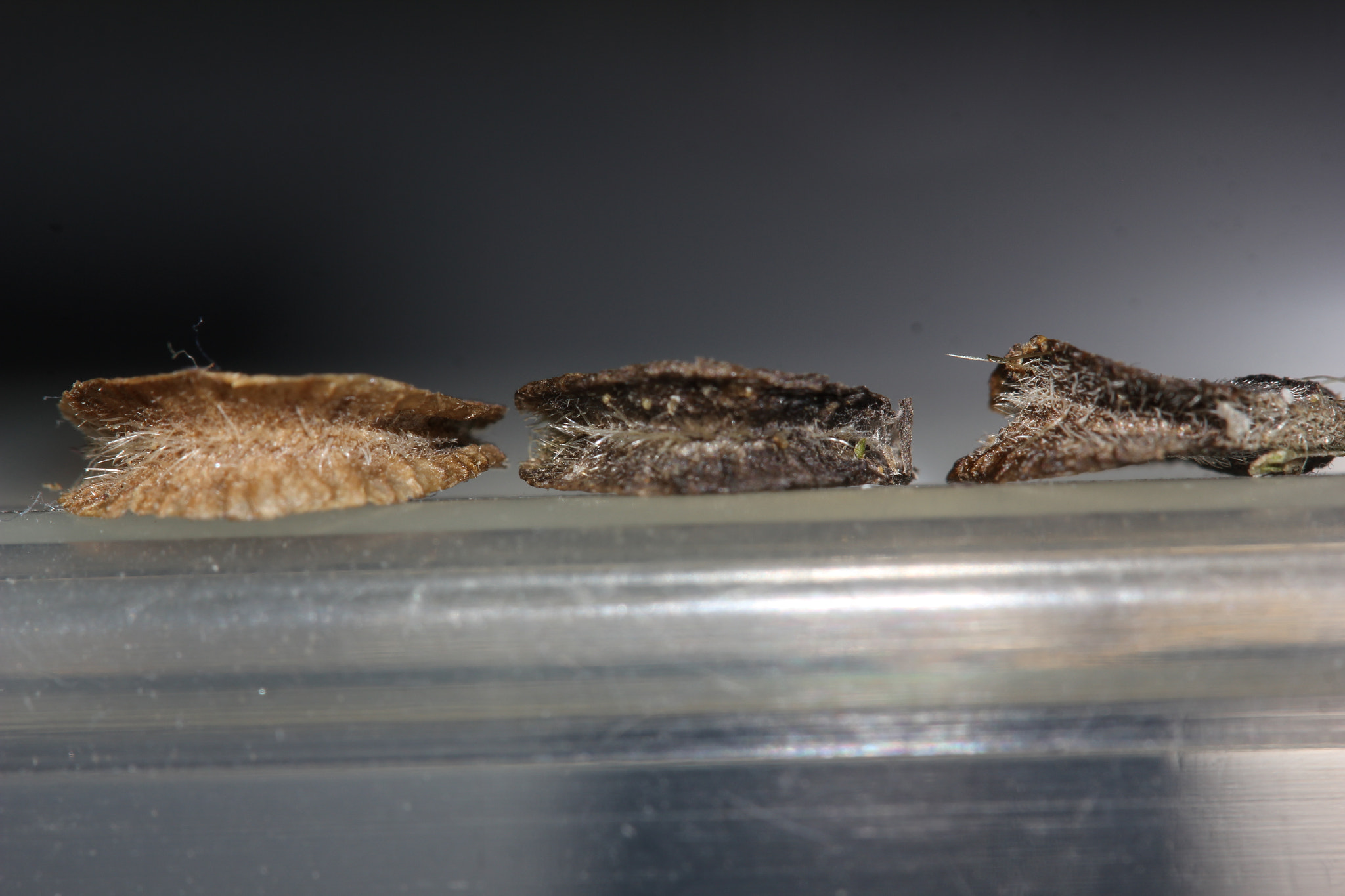 Canon EF-S 60mm F2.8 Macro USM sample photo. Seeds or shell fish? photography