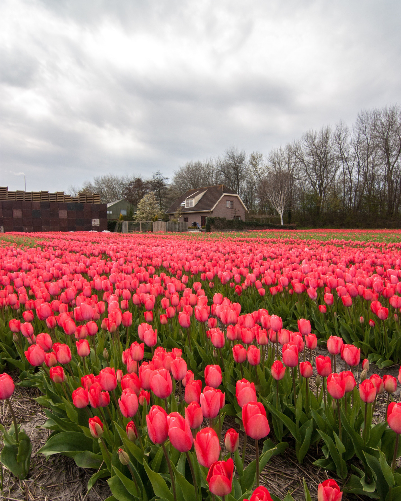 Canon EOS 450D (EOS Rebel XSi / EOS Kiss X2) sample photo. Tulips field @ noord holland, the netherlands. photography