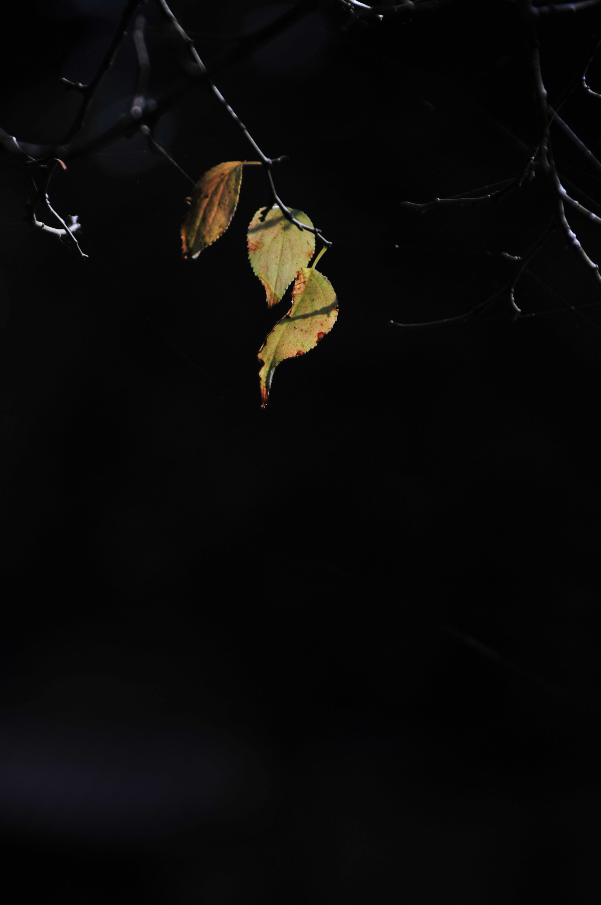 Nikon D3 sample photo. .. photography
