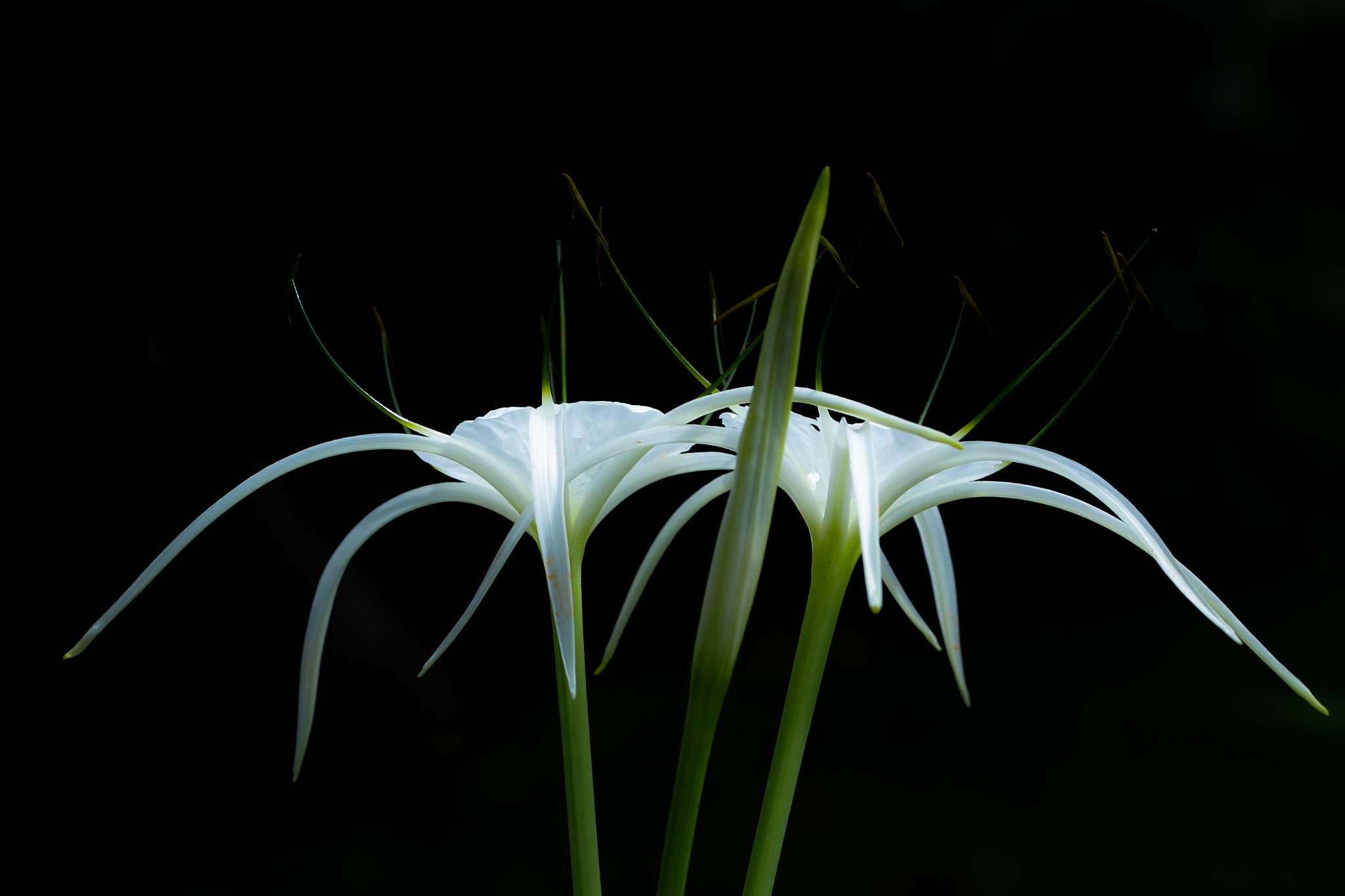 Canon EF 100mm F2.8 Macro USM sample photo. .... photography