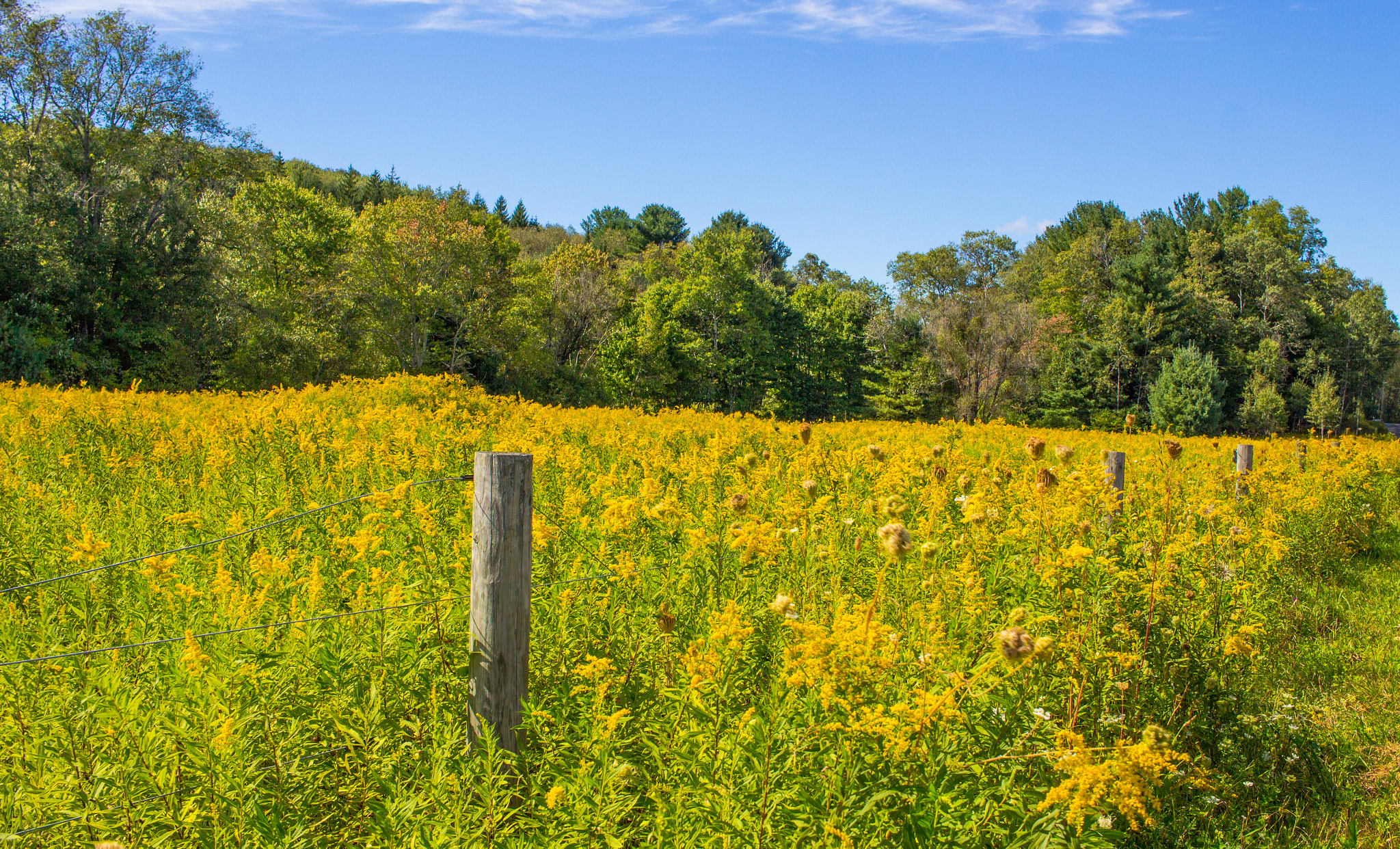 Canon EF-S 24mm F2.8 STM sample photo. Overgrown boundary photography