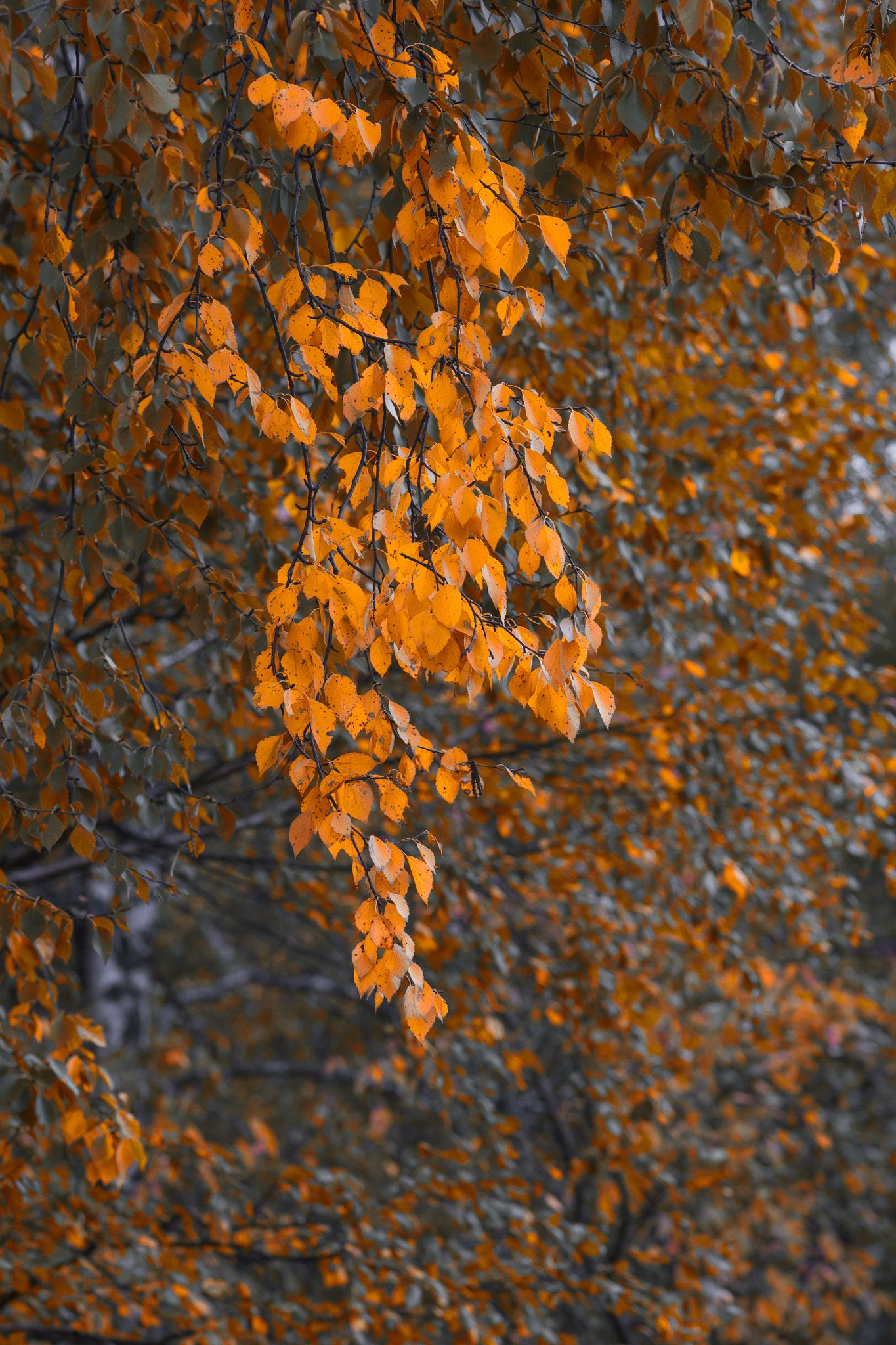 Sigma 105mm F2.8 EX DG Macro sample photo. Осень photography