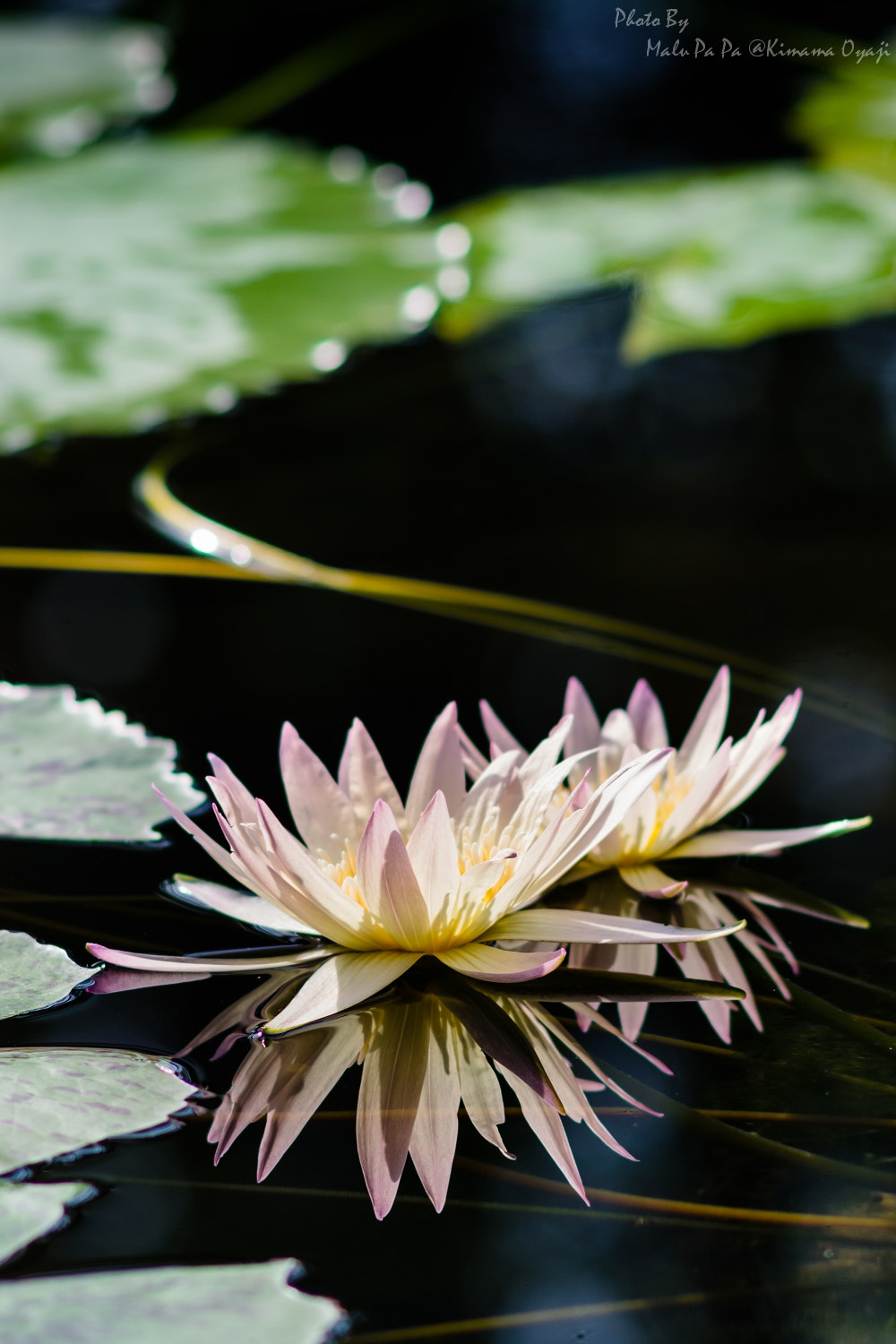Pentax K-3 + A Series Lens sample photo. Reflection photography